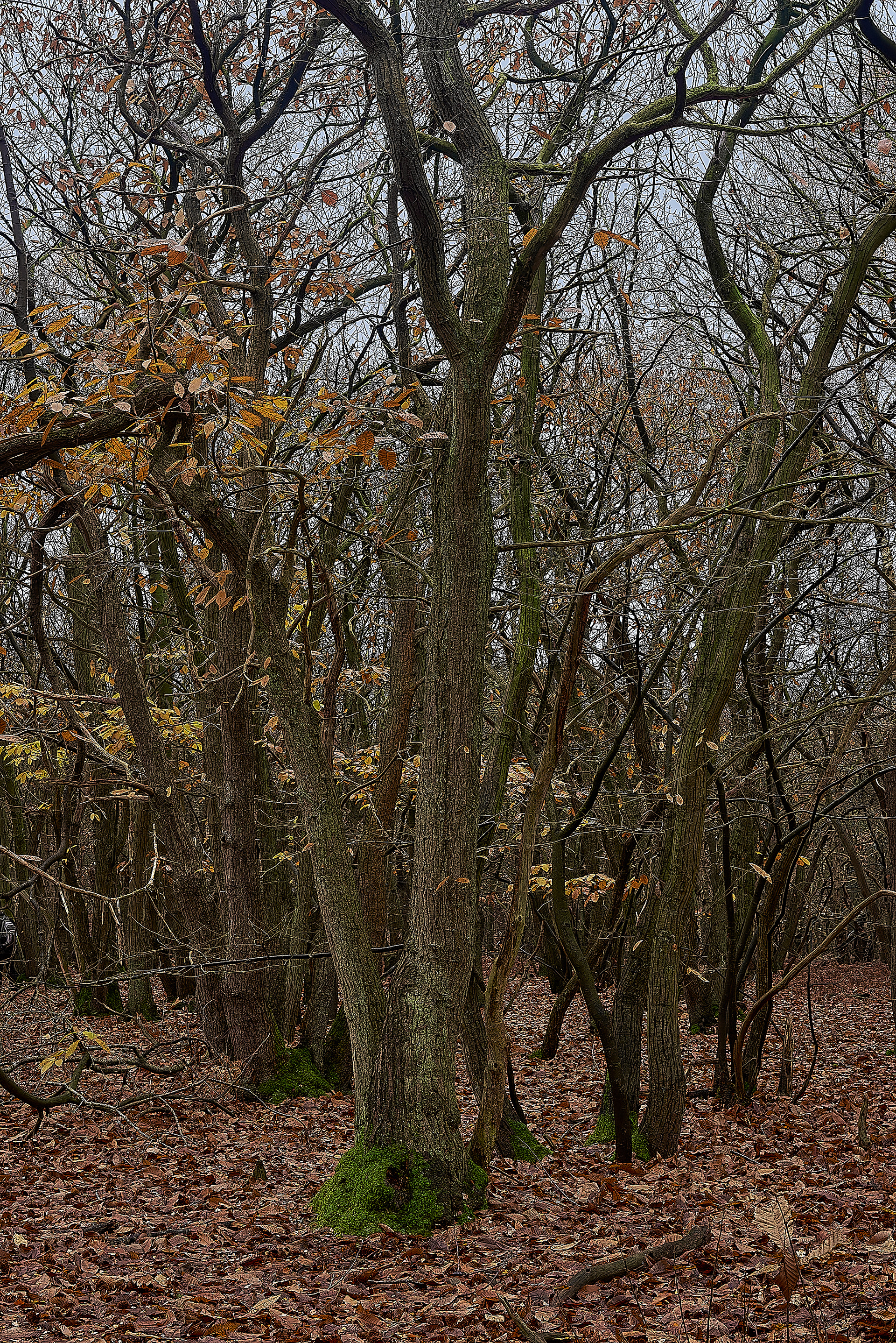 Broadland Country Park - Sweet Chestnut 11/19