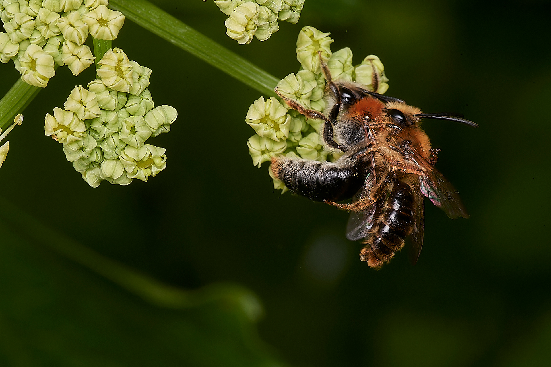 Orange-tailed Mining Bee (Andrena haemorrhoa) Mating pair Cley