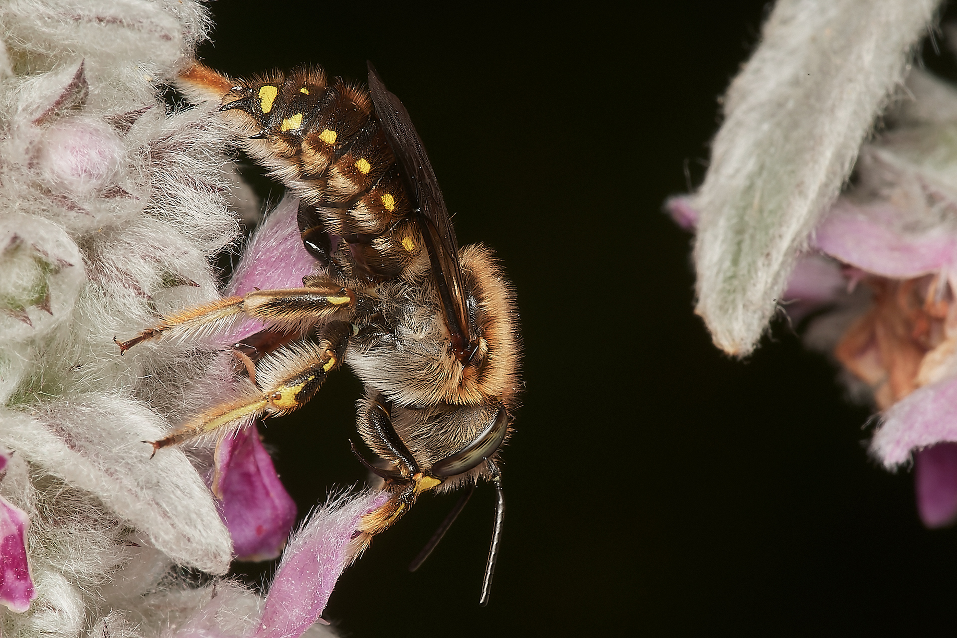 Wool Carder Bee ♂︎ (Anthidium manicatum) Hanworth