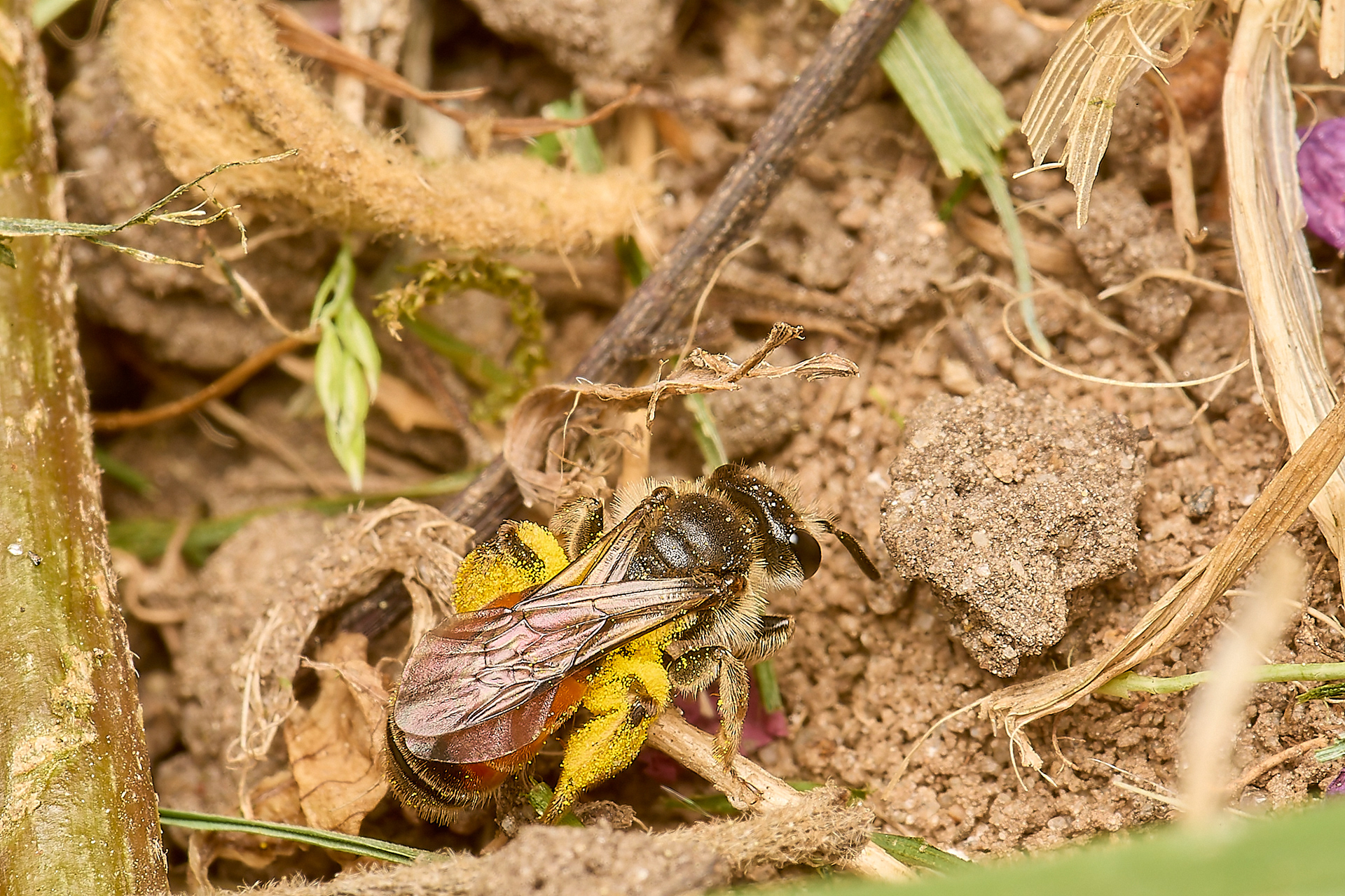 Catsear Mining Bee (Andrena humilis) ♀︎