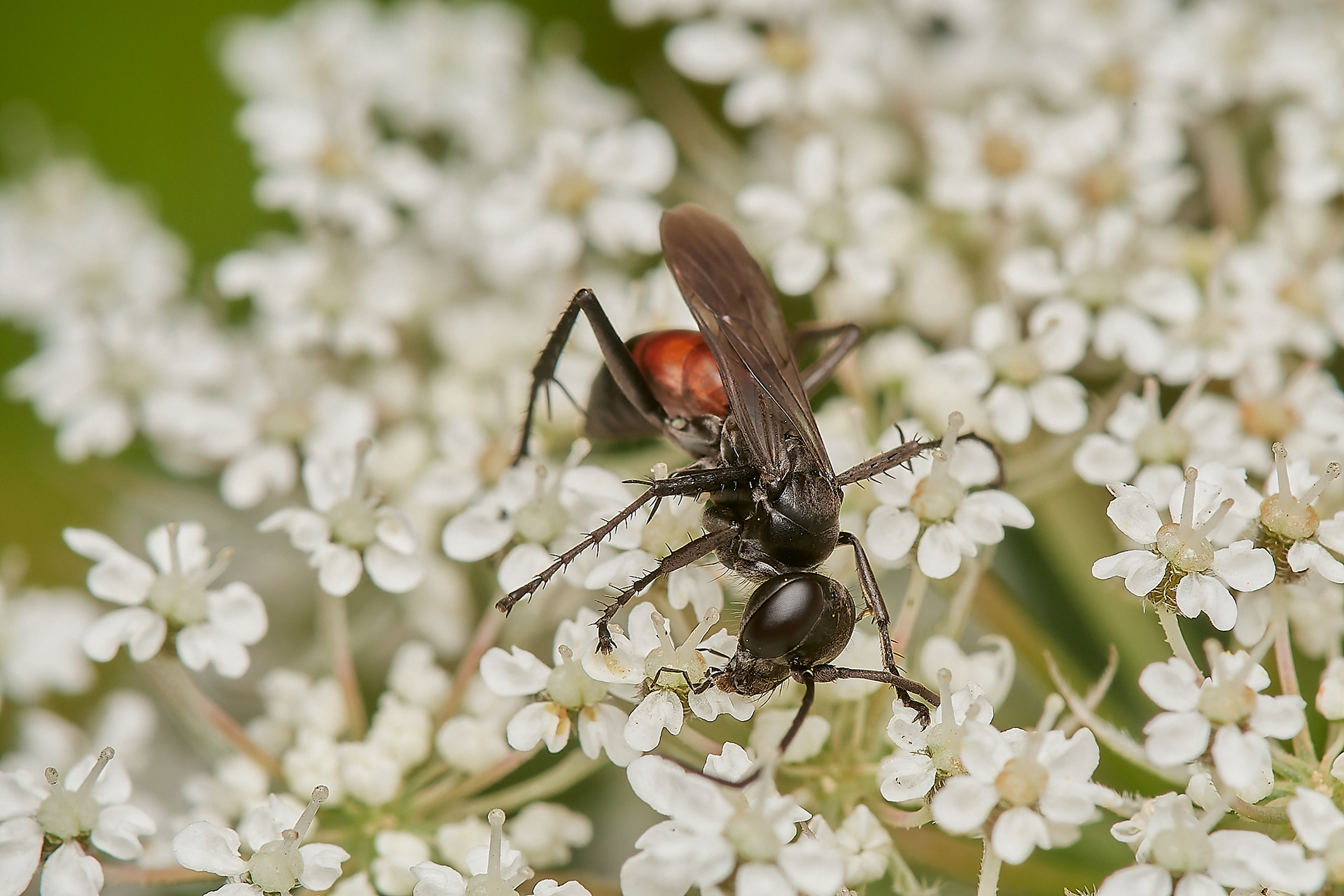 Bristle-tailed Spider Wasp? (Anoplius infuscatus) ? Broadland Country Park