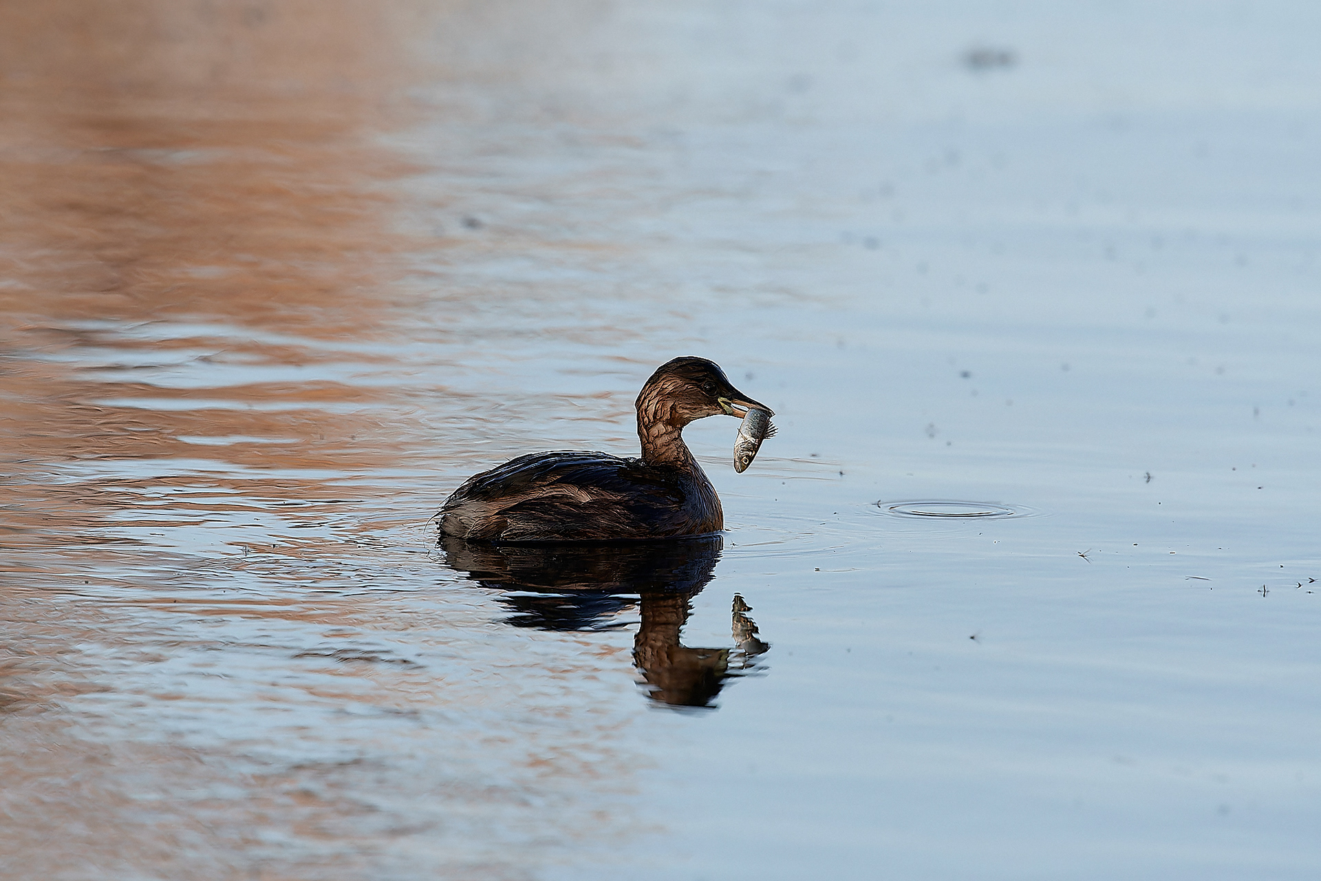 Little grebe (Tachybaptus rifucollis) Cley