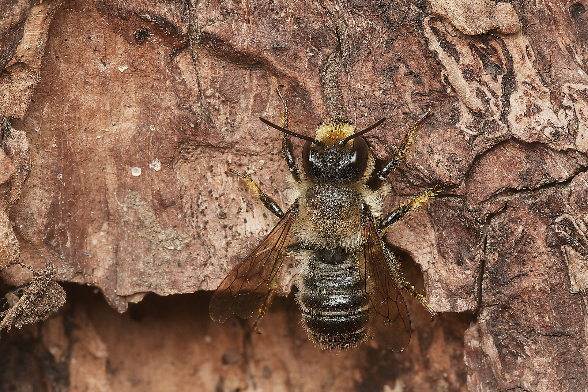 Wood-cutting Leafcutter Bee ♂︎?(Megachile ligneseca) Hanworth