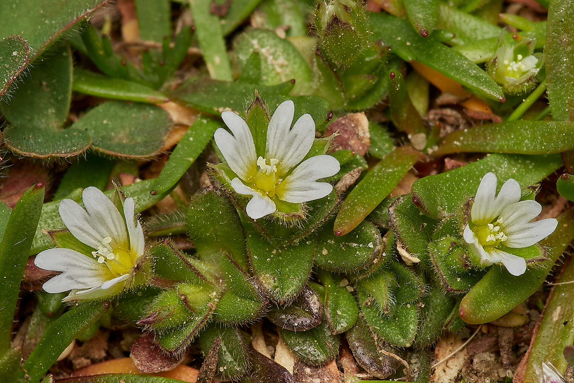 Sea Mouse-ear (Cerastium diffusum) Weybourne