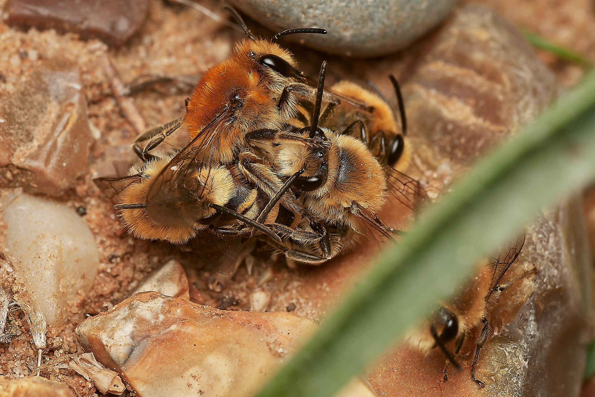 Sea Aster Mining Bees (Colletes halophilus) Gramborough Hill