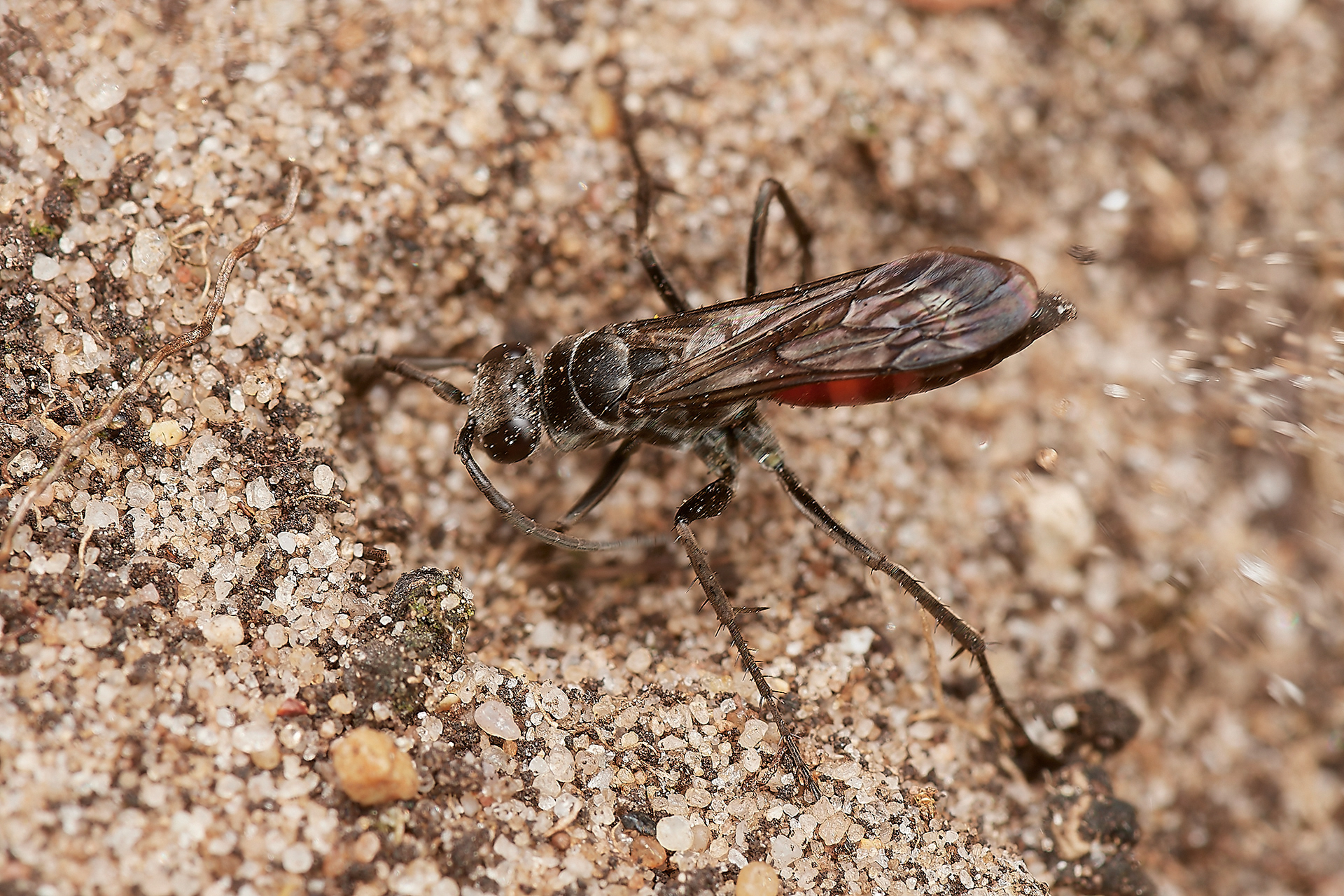 Evagites pectinipes A recent colonist Little Eye