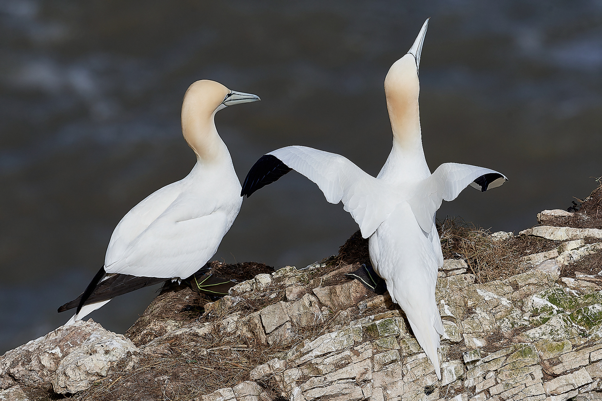 Gannets (Morus bassanus)