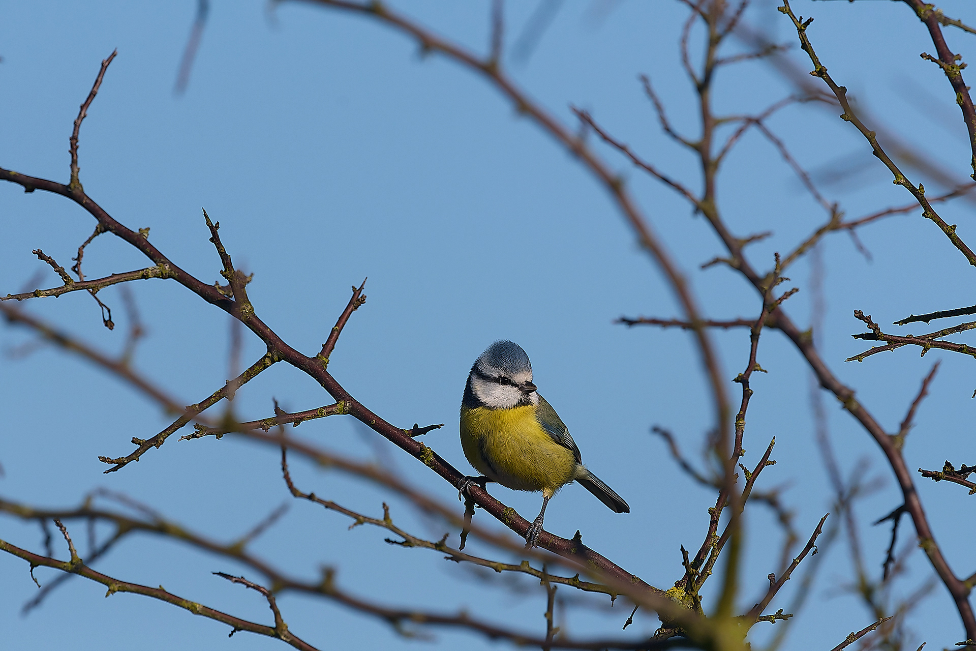 Blue Tit