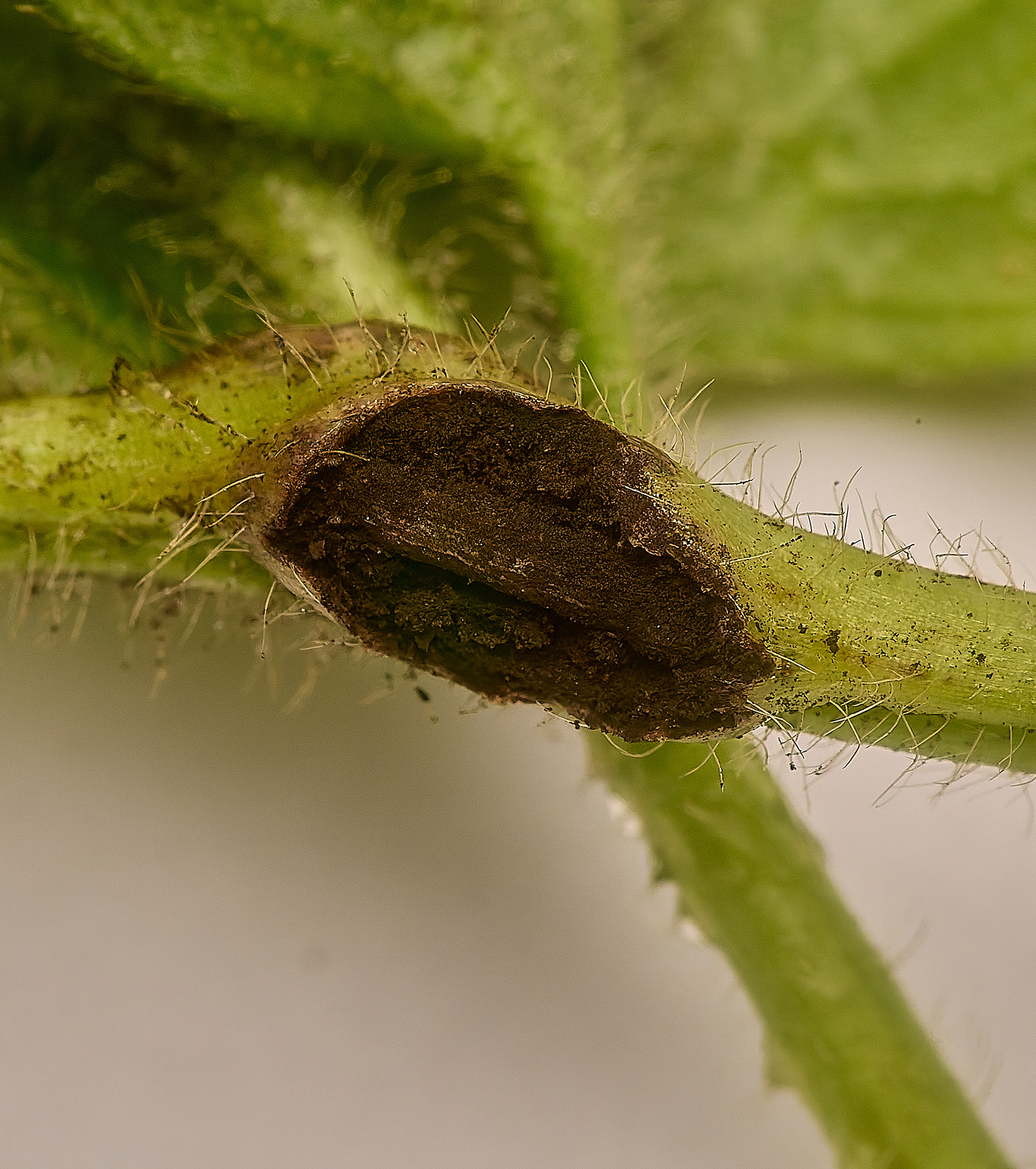 Rust on Creeping Buttercup (Urocystis ranunculi)