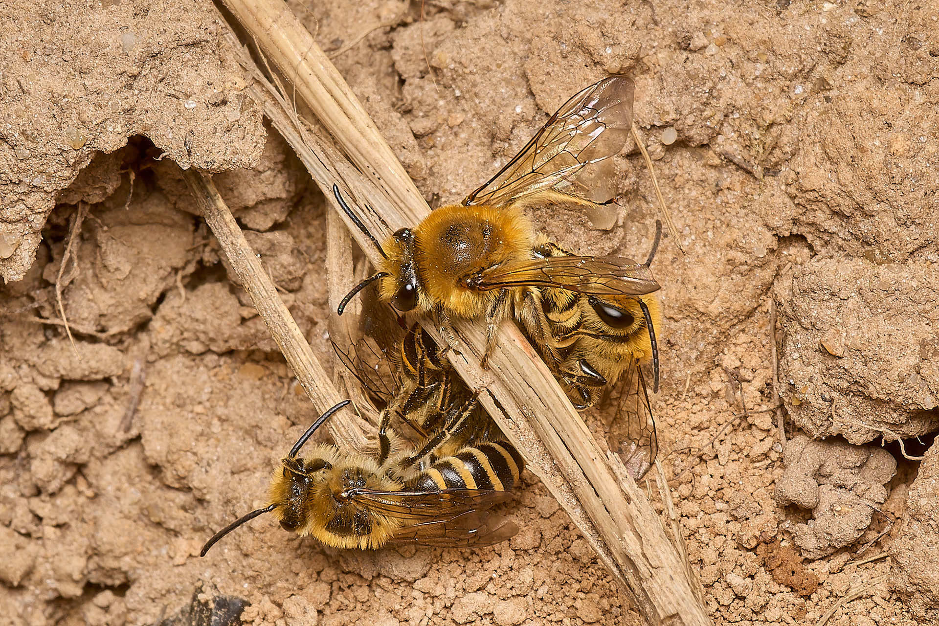 Ivy Bee (Colletes hederae)