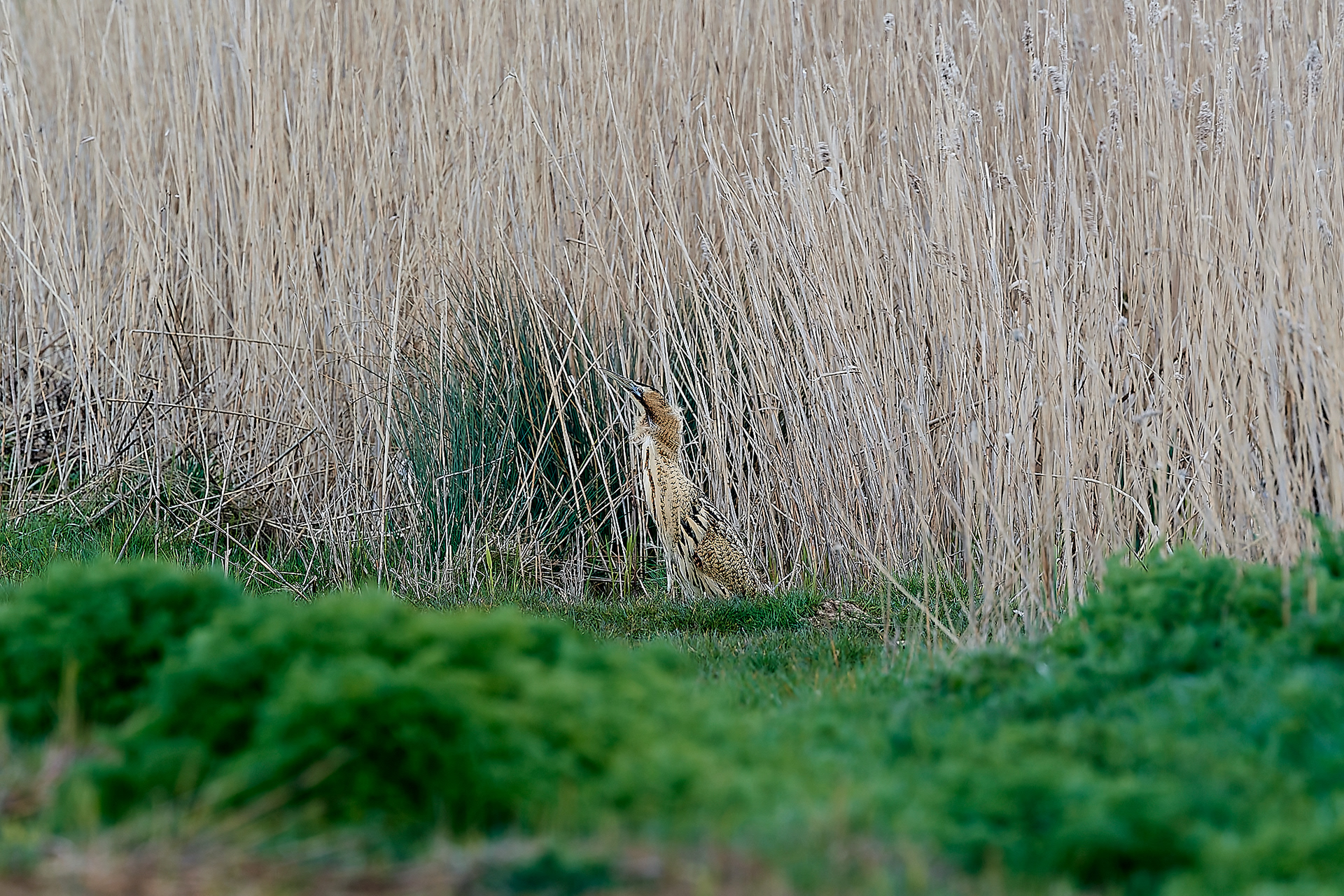 Bittern ♂︎ (Botaurus stellaris) Cley