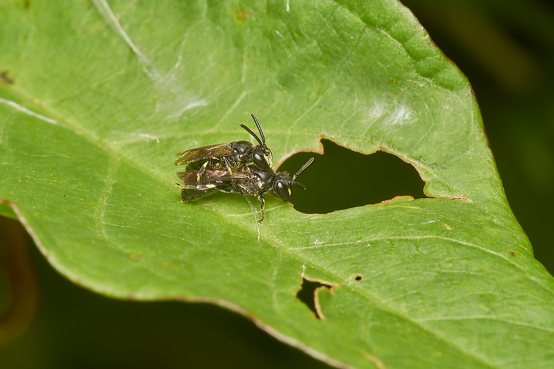 Yellow-face Bee? (Hylaeus Sp?) Hanworth