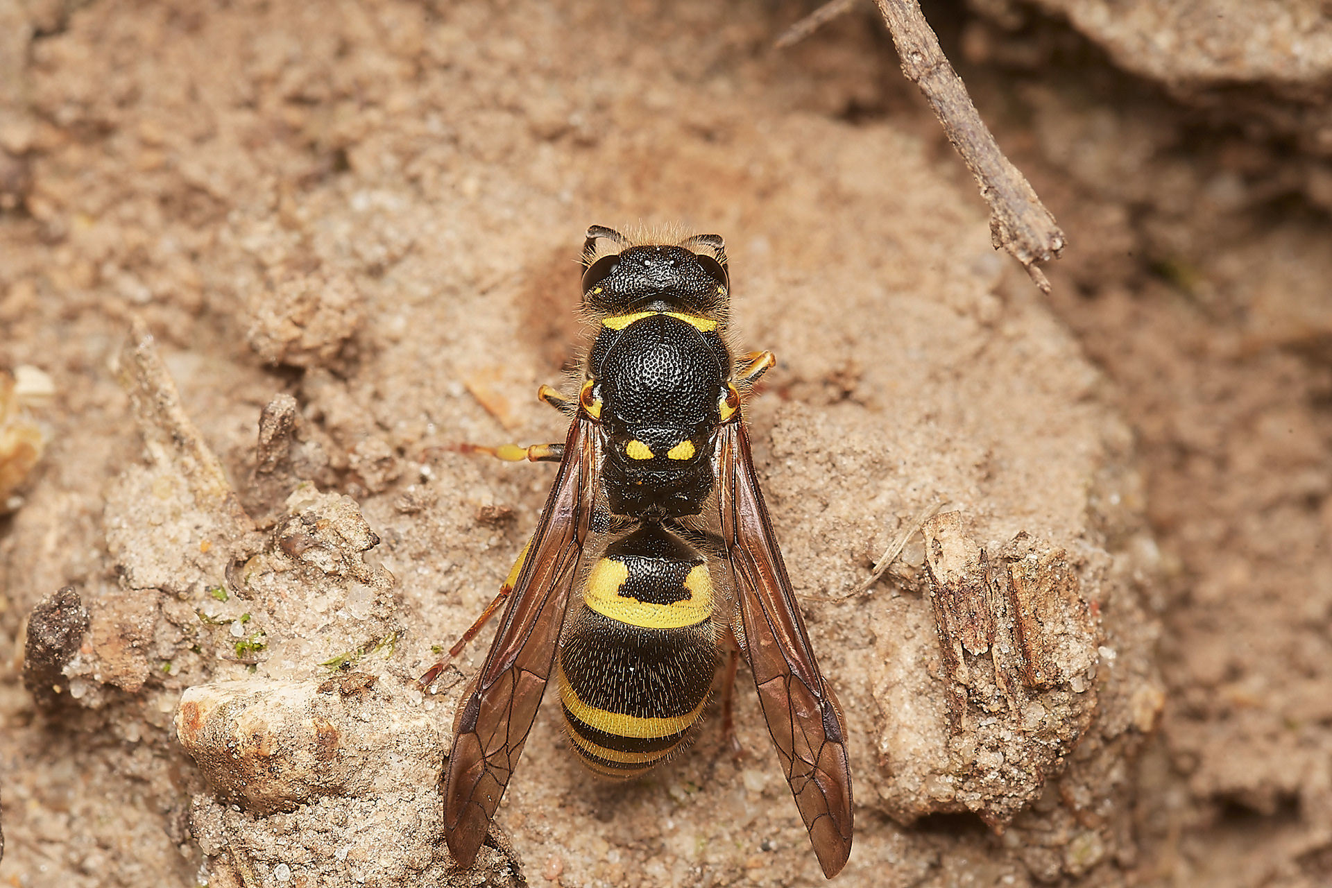 Early Mason Wasp (Ancistrocerus nigrocornis) Hanworth