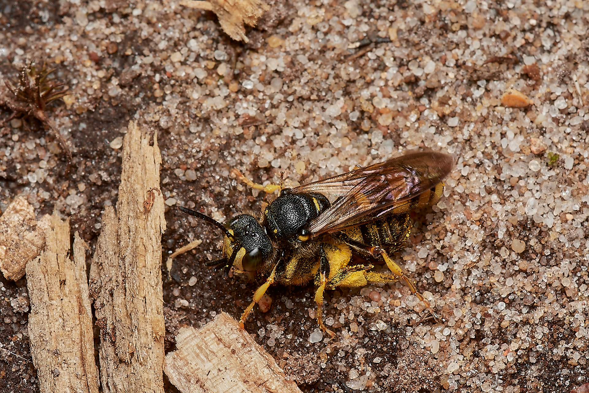 Ornate -tailed Digger Wasp (Cerceris rybyensis)