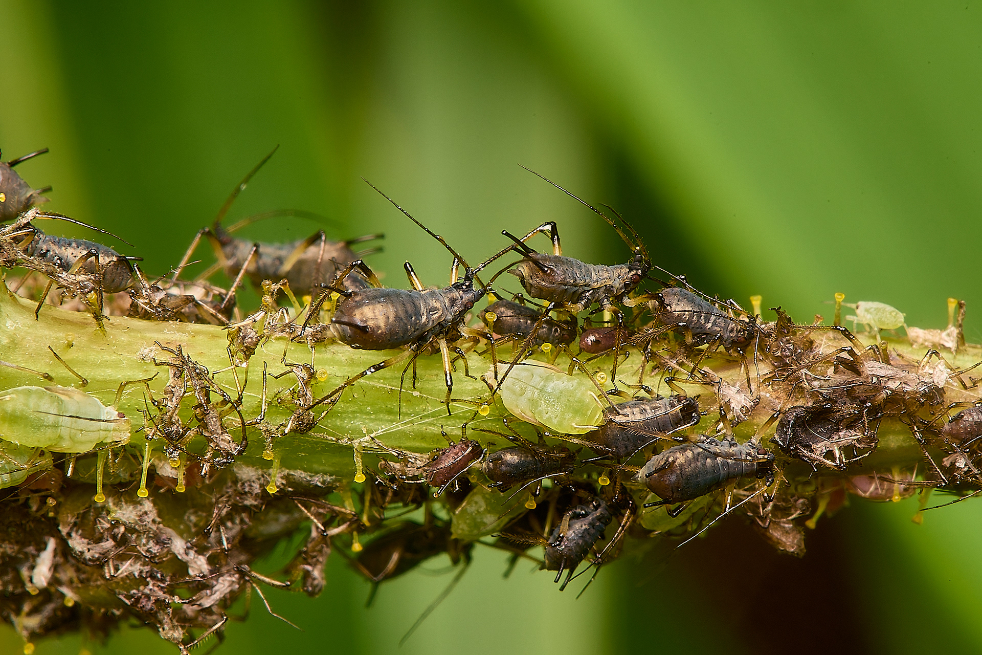 Large Hawkweed Aphid (Uroleucon obscurum)