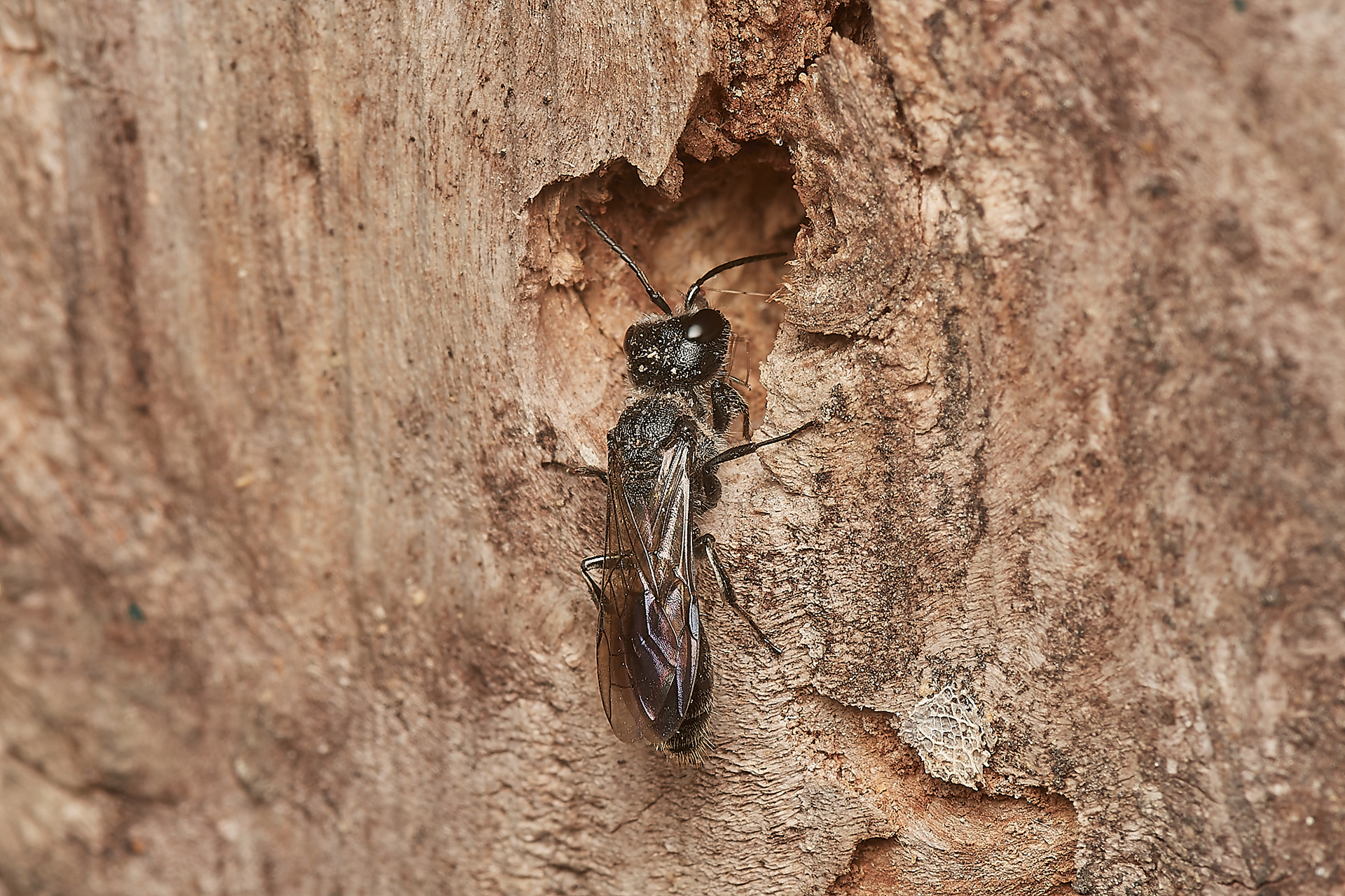 Mourning Wasp (Pemphredon lugubris)