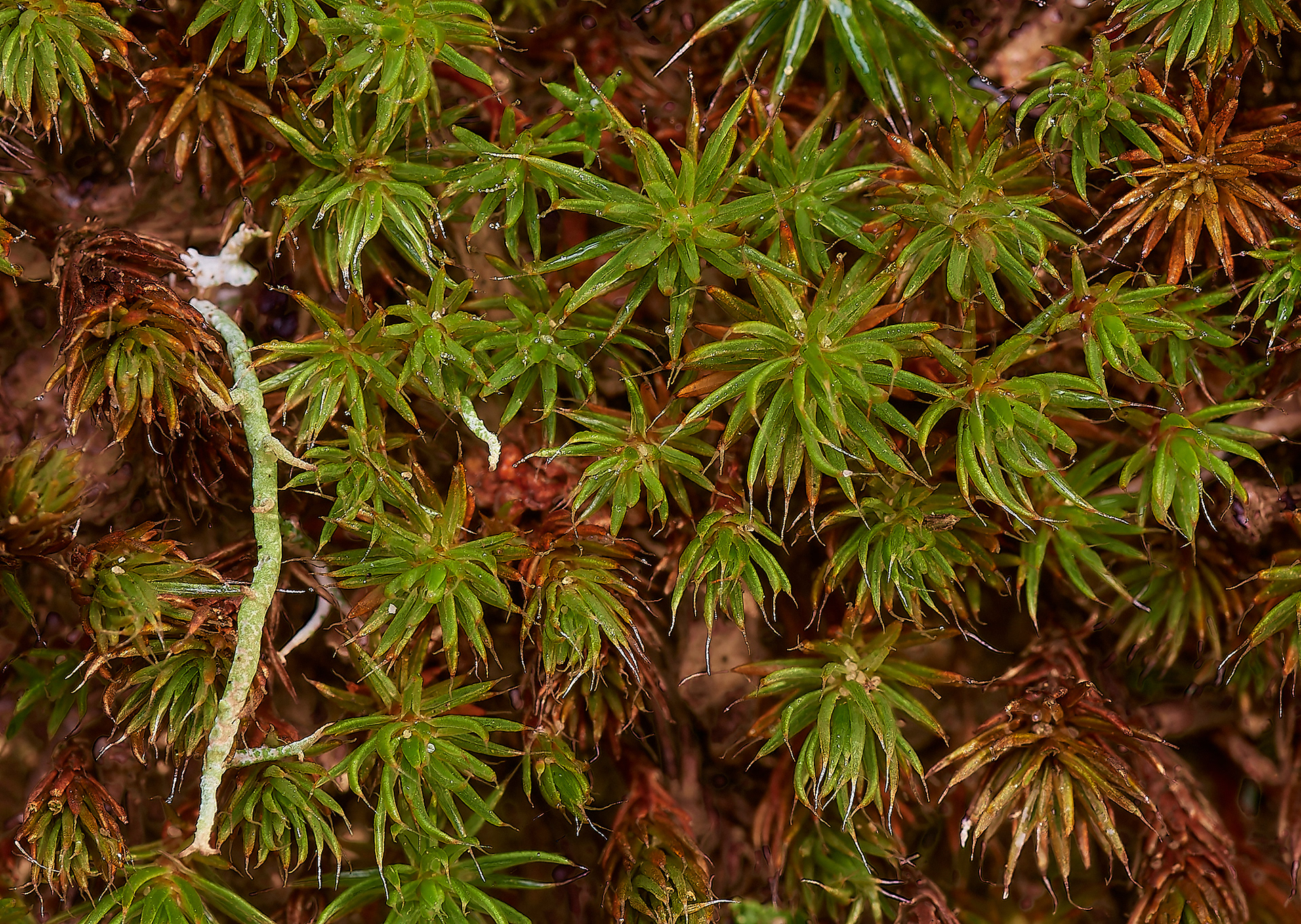 Bristly Haircap (Polytrichum piliferum) Wootton Woods