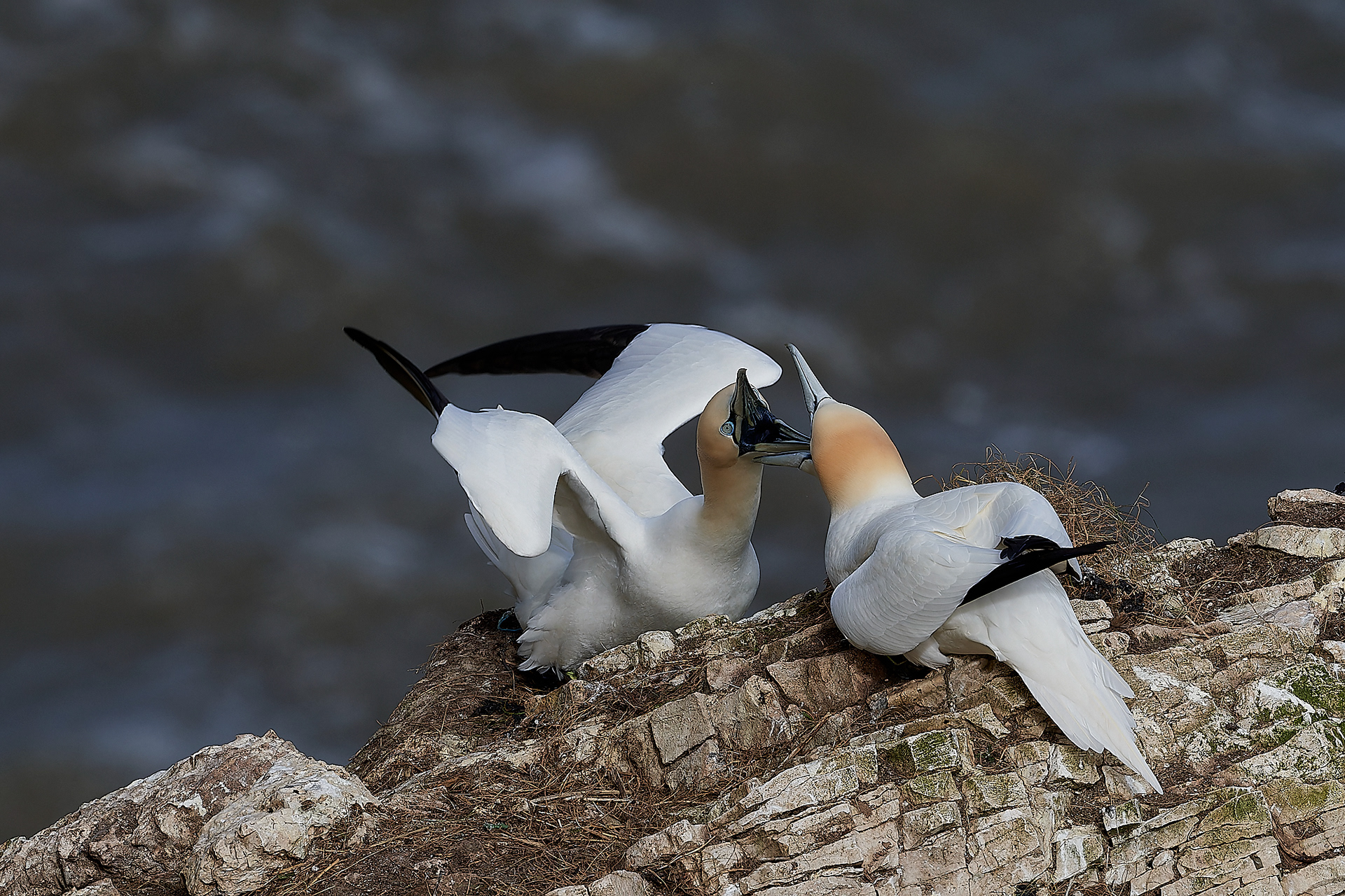Gannets (Morus bassanus)