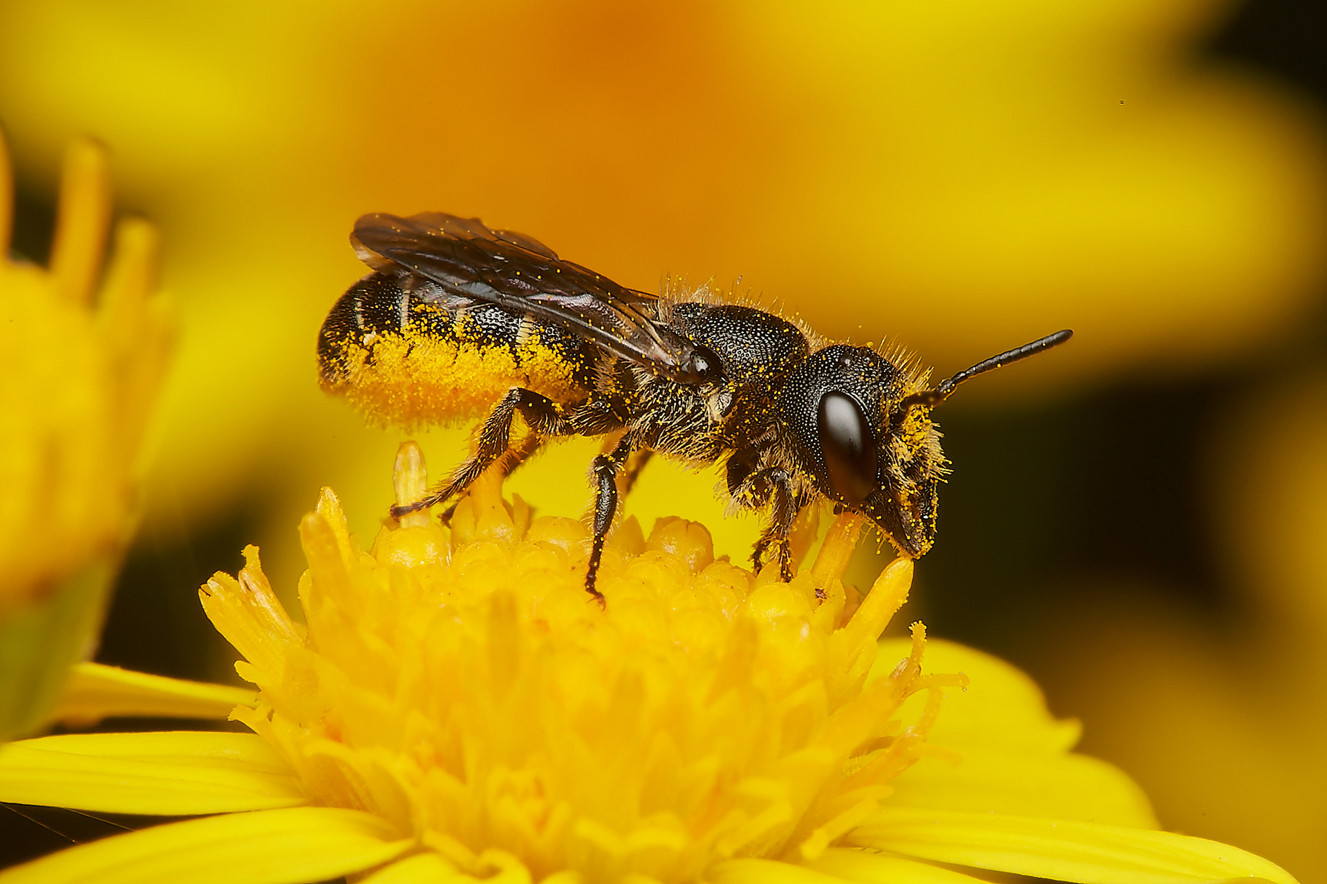 Large-headed Resin Bee ♀︎ (Heriades truncorum) A Norwich garden