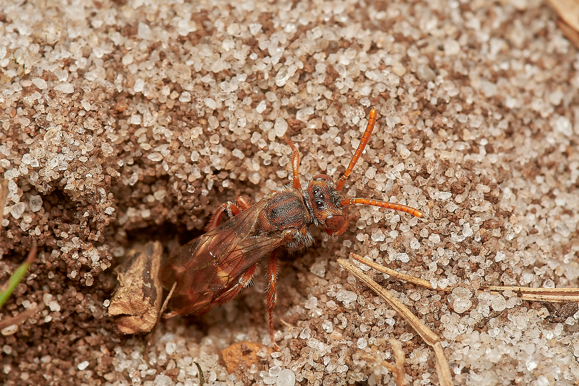Small Bear-clawed Nomad Bee ( Nomada baccata) Roydon Common