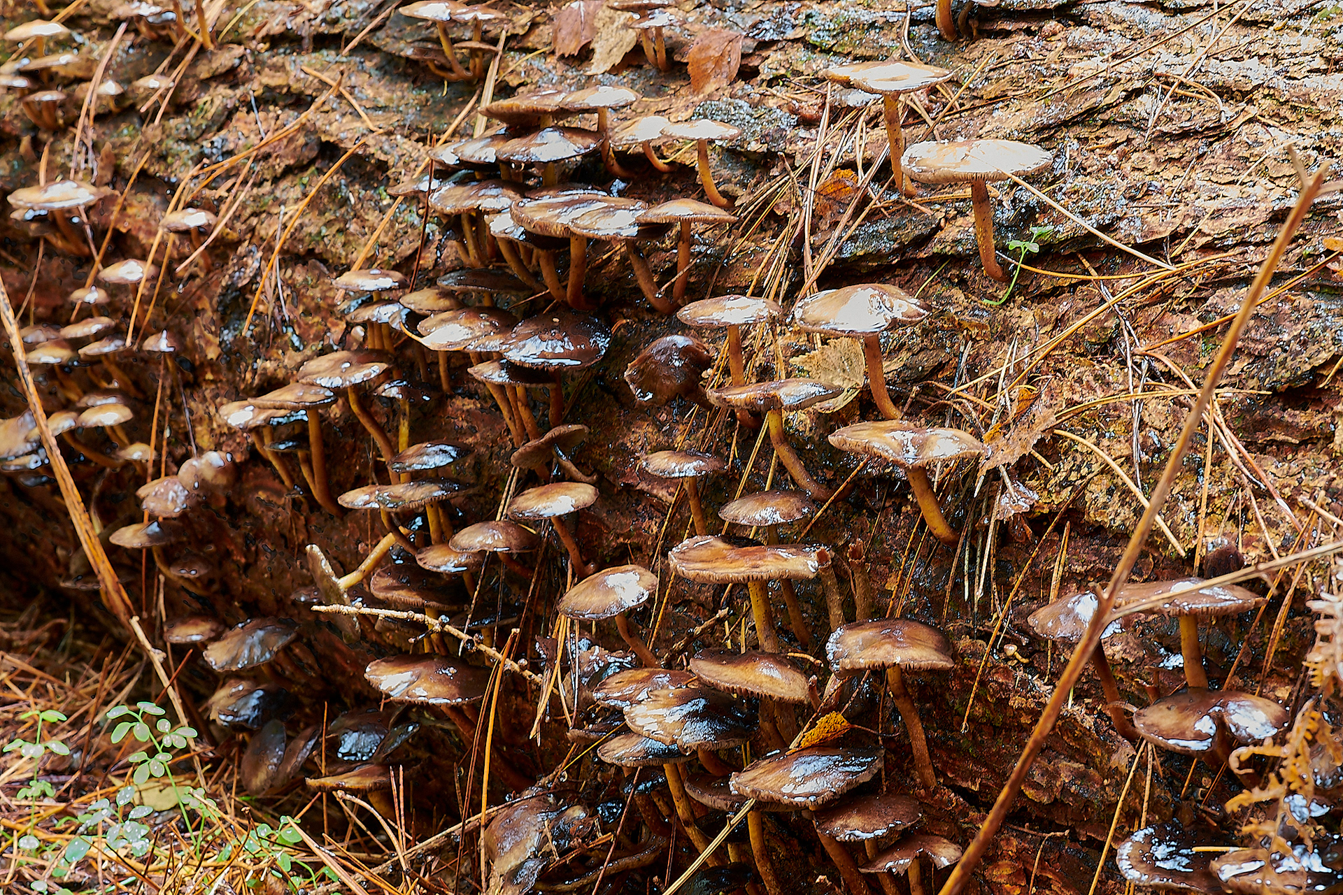 Confier Tuft (Hypholoma capnoides)