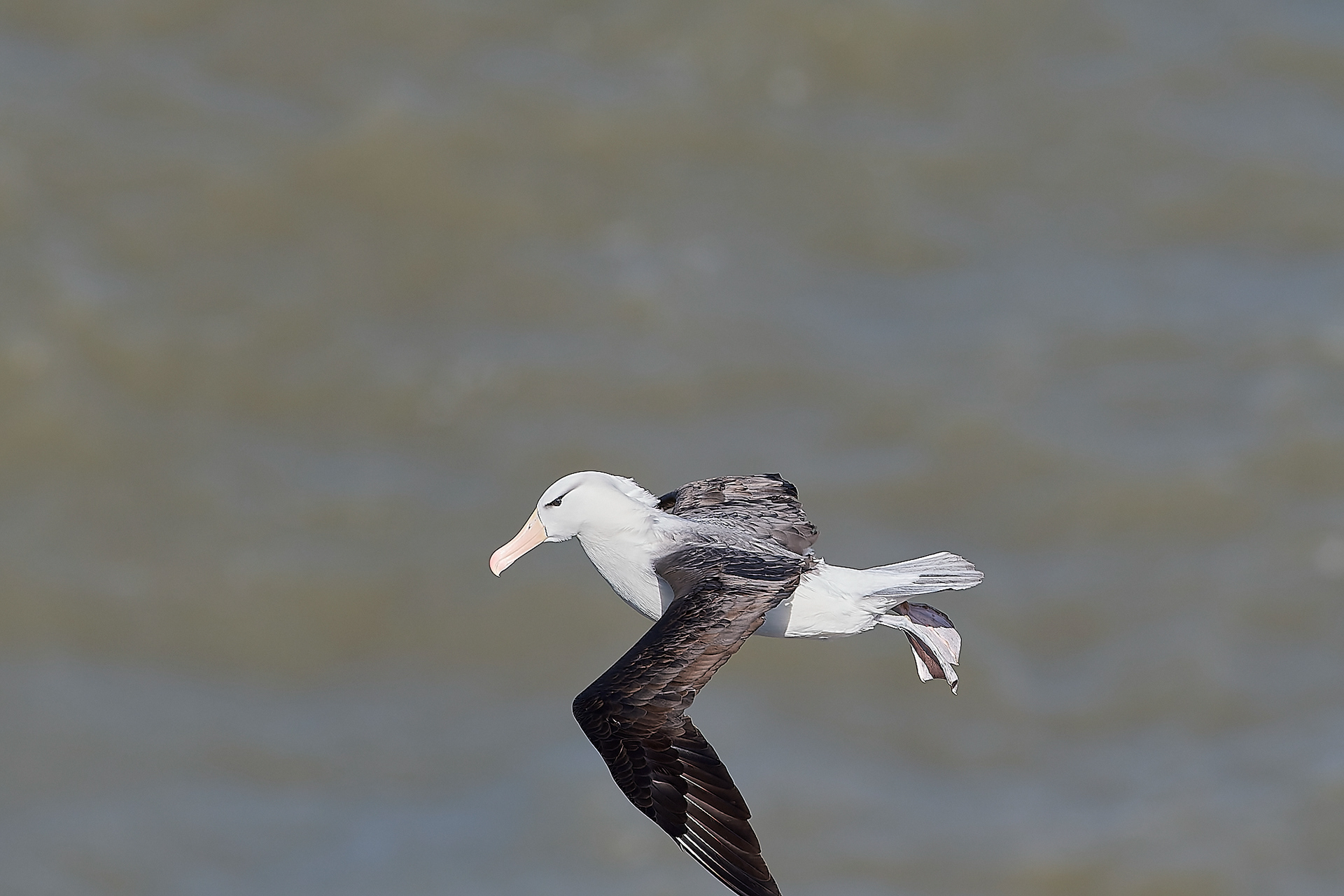 Black-browed Albatross (Thalassarche melanophris)