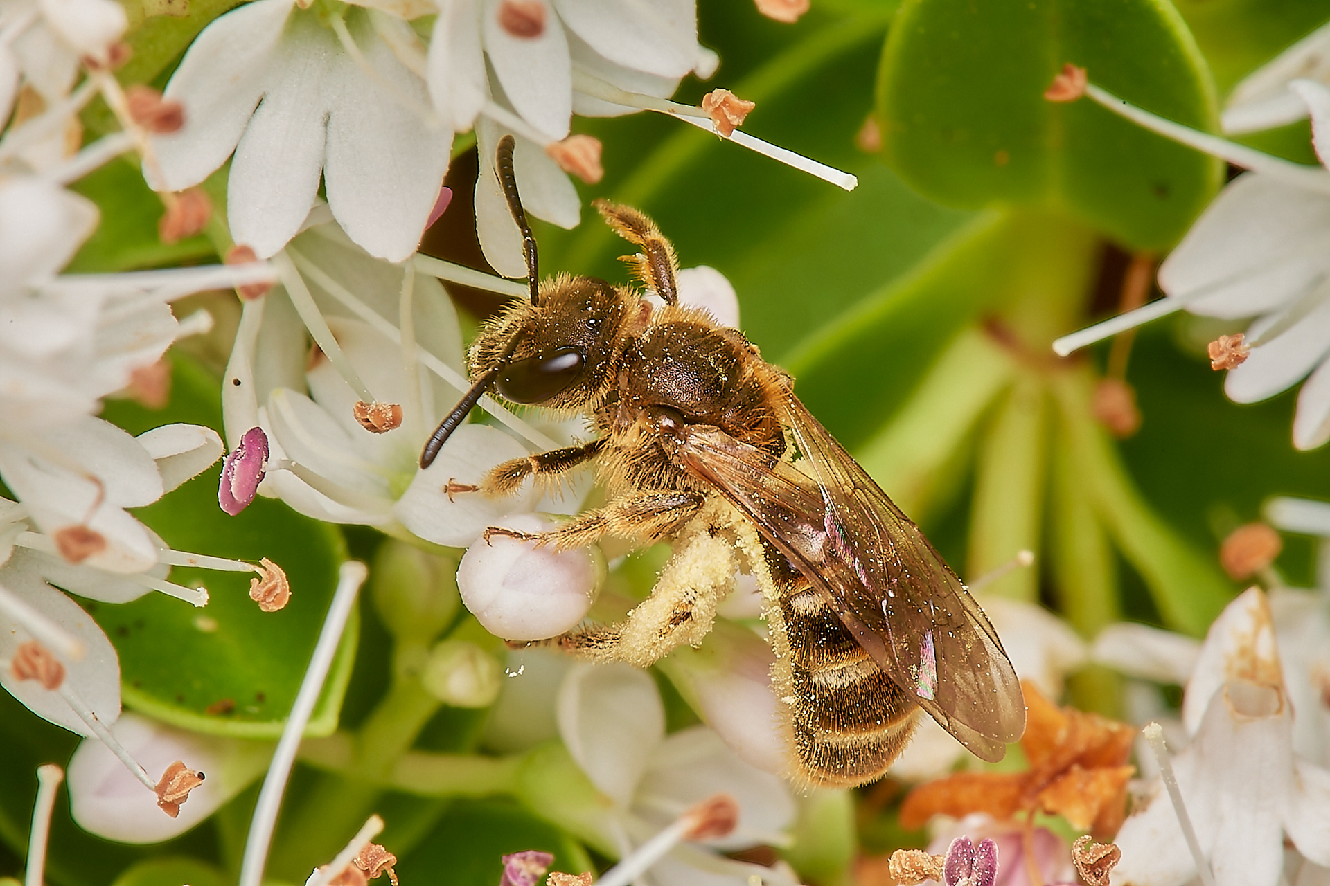 Furrow Bee Sp (Lasioglossum Sp) Hanworth