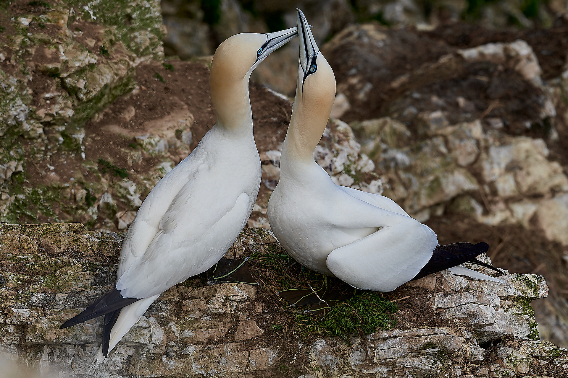 Gannets (Morus bassanus)