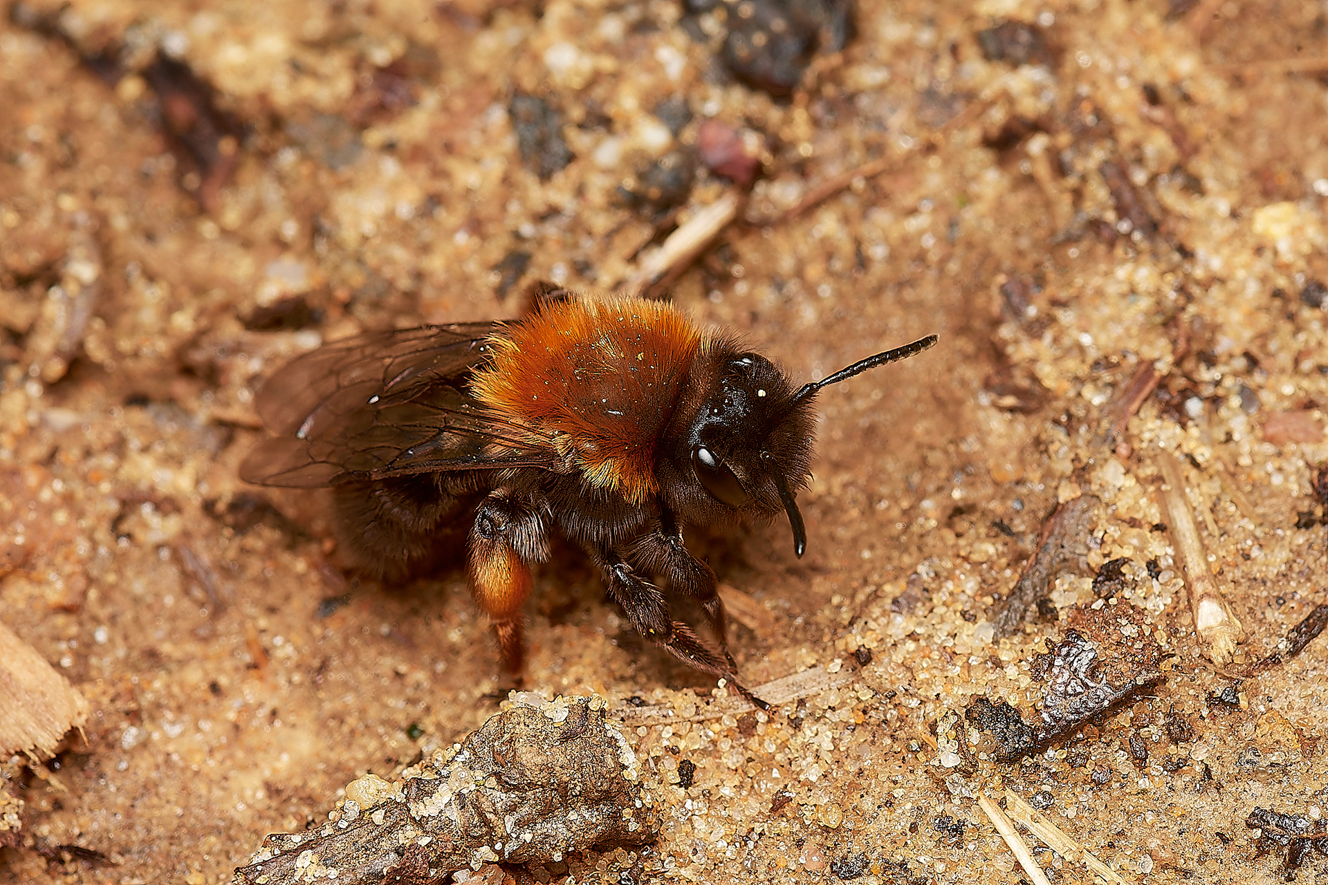 Clark's Mining Bee ♀︎(Andren clarkella) Strumpshaw 03/23