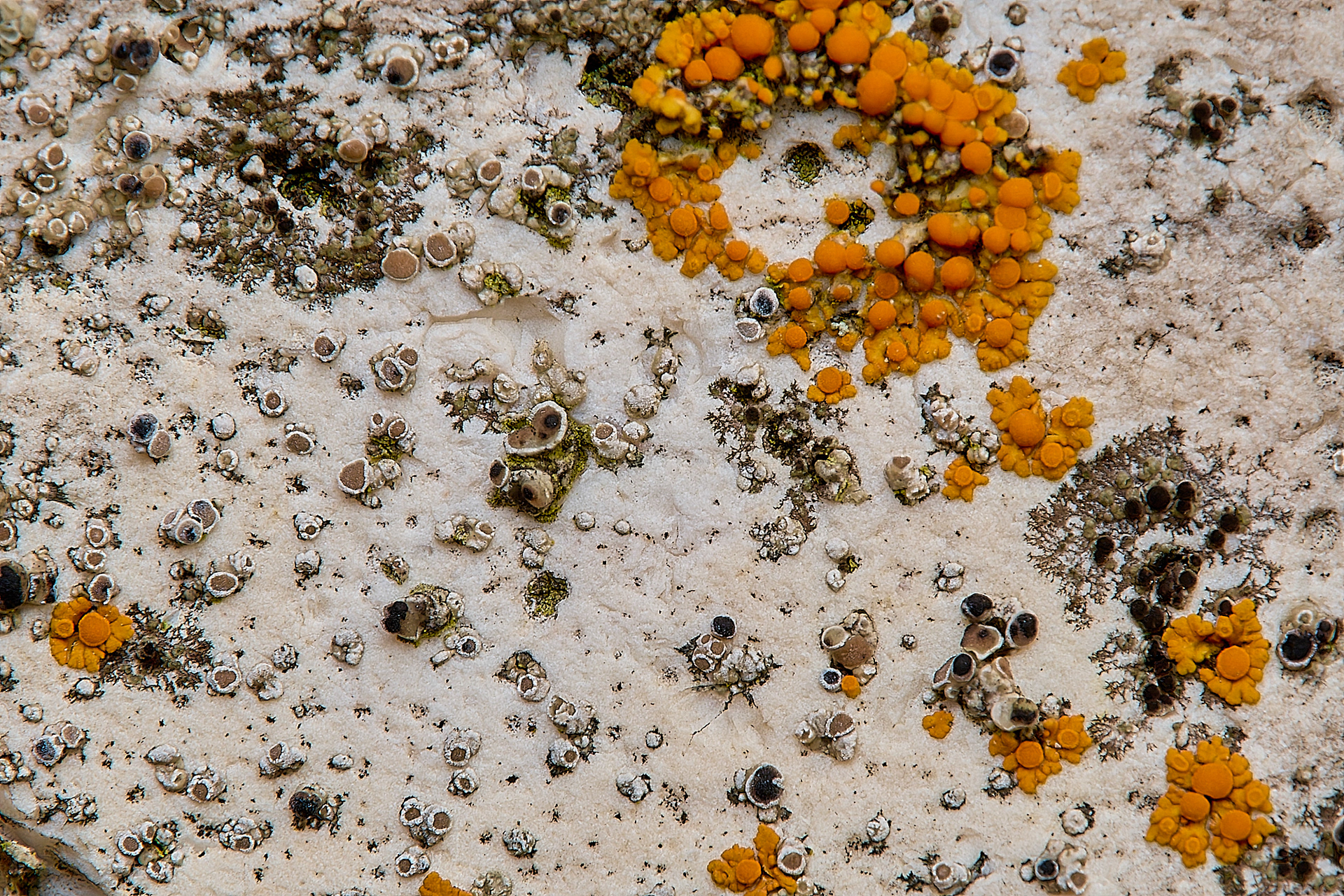 Myriolecis antiqua with Arthonia apotheciorum + Caloplaca saxicola