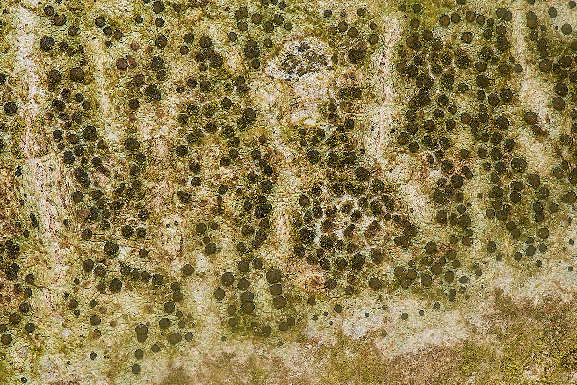 Lecidell elaeochroma