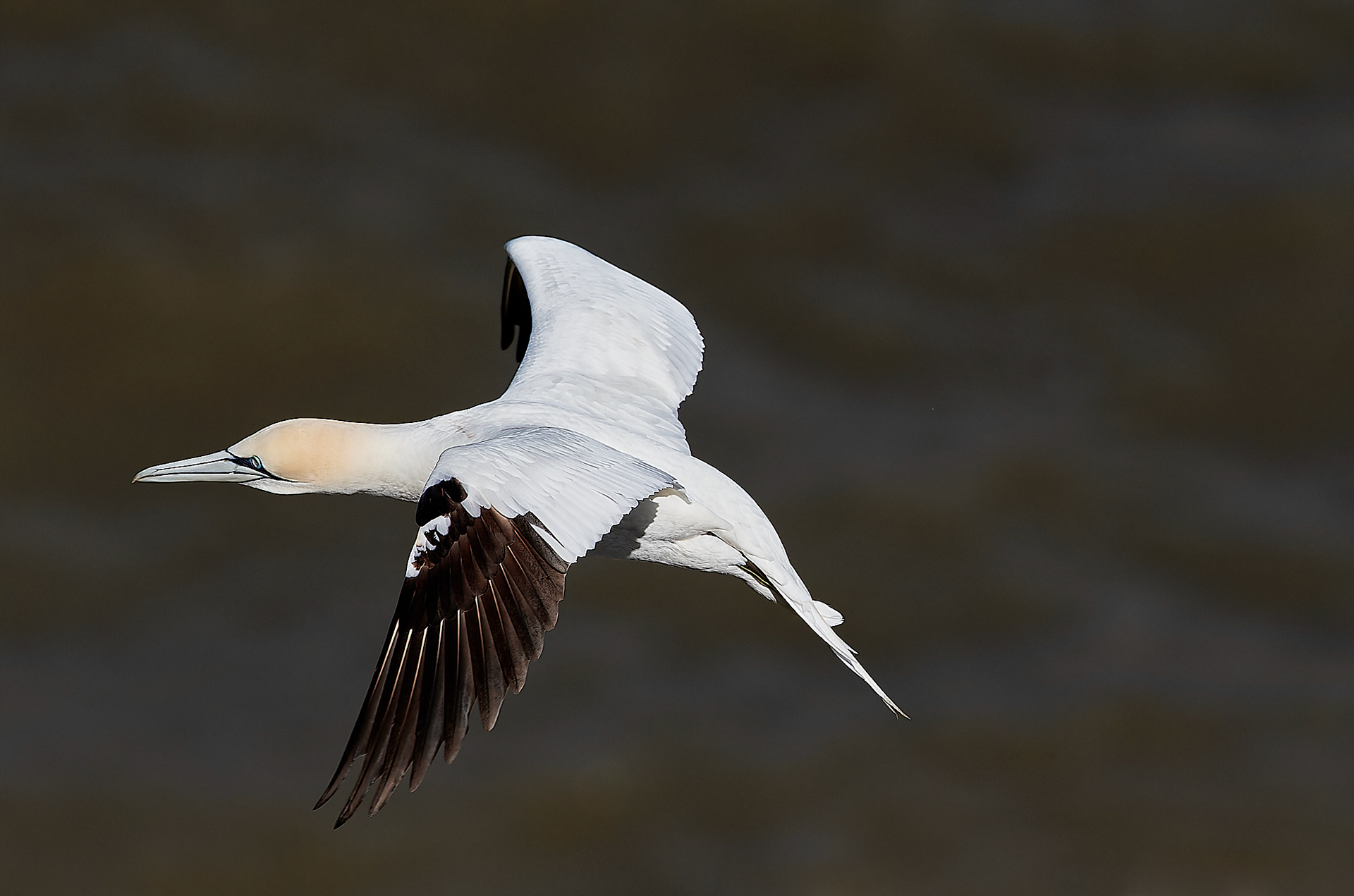 Gannets (Morus bassanus)