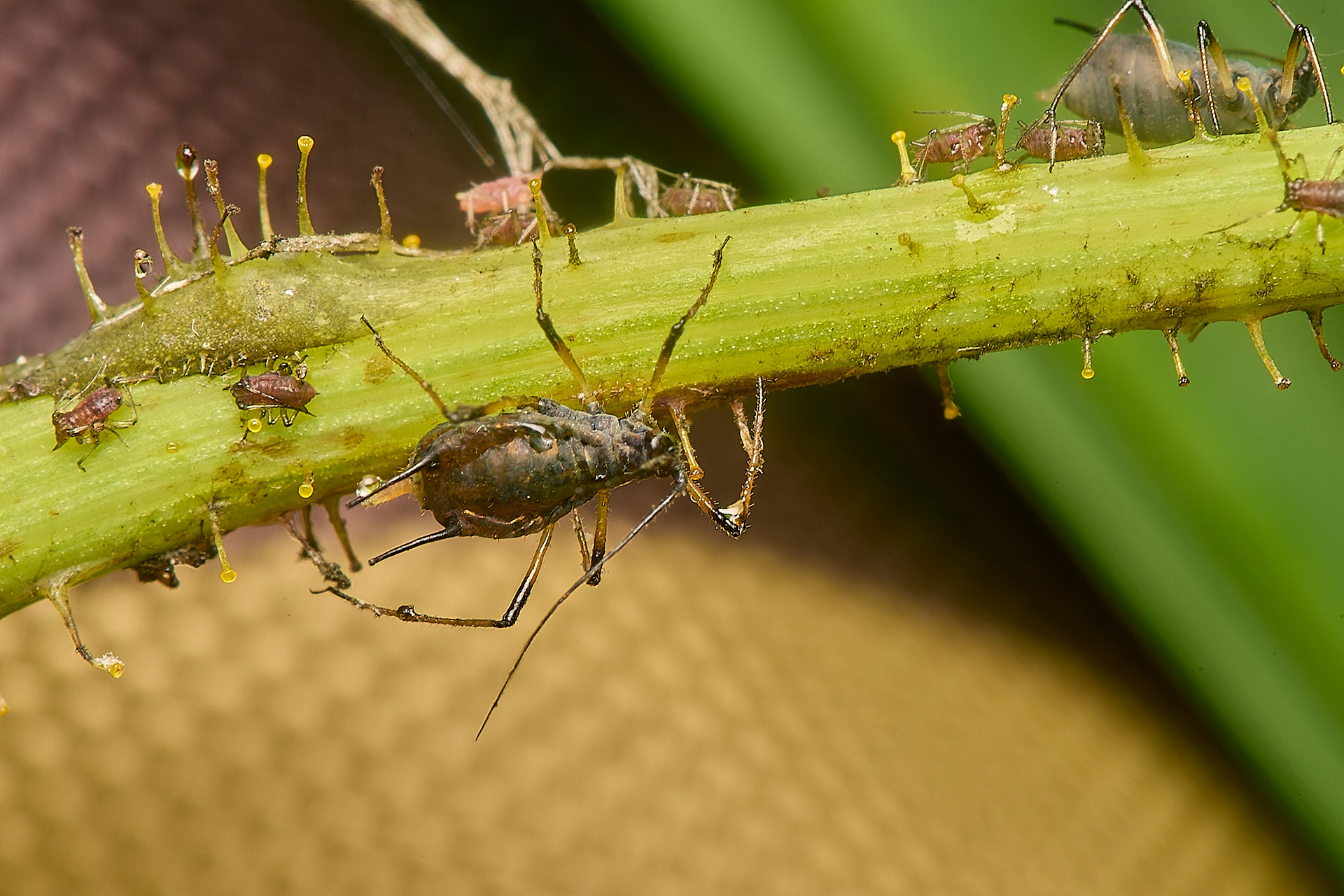 Large Hawkweed Aphid (Uroleucon obscurum)