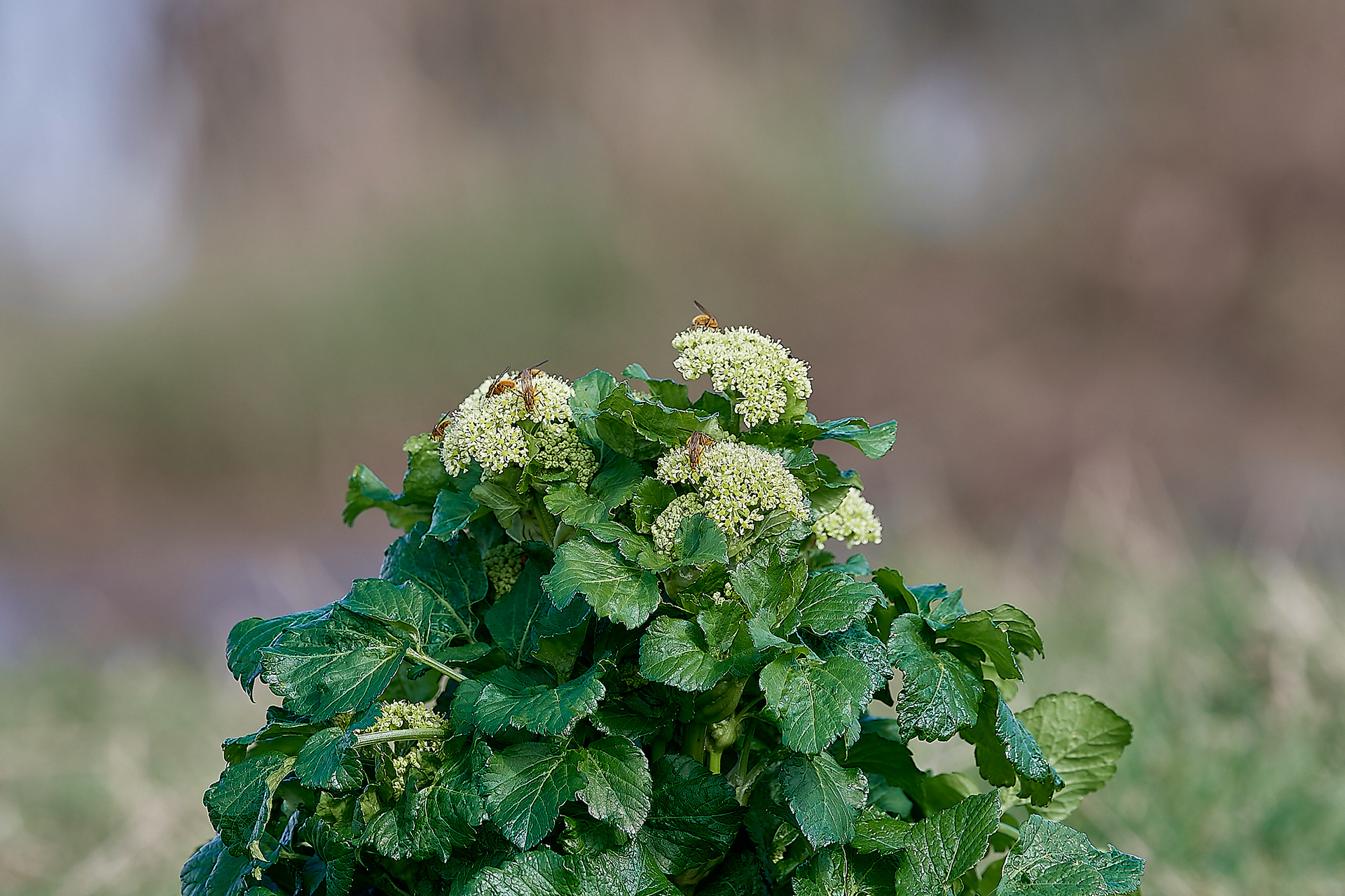 Alexanders (SMyrnium olusatrum) & yellow Dung Flies (Scathopagia stercoraria)