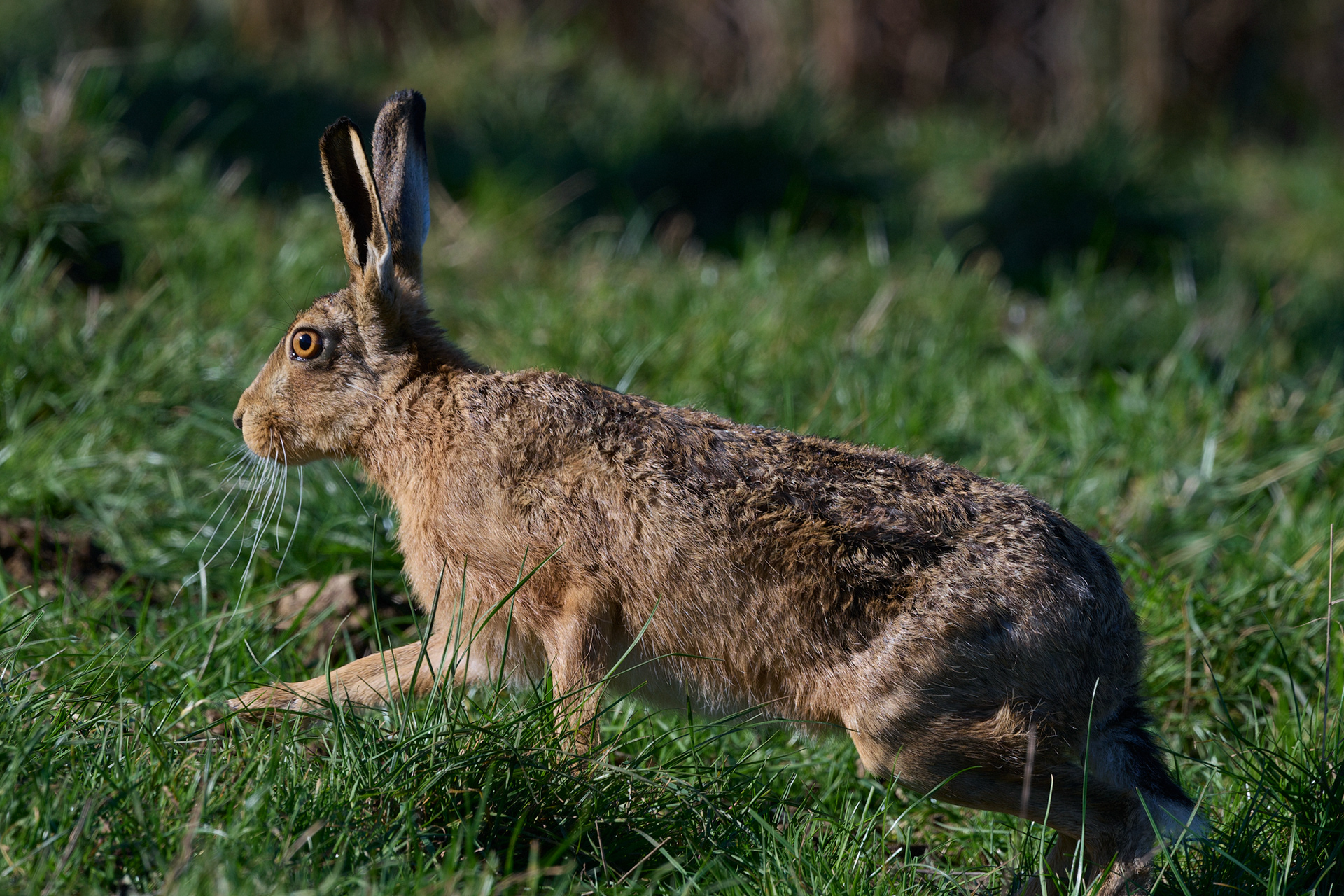 Brown Hare (Lepus europaeus)