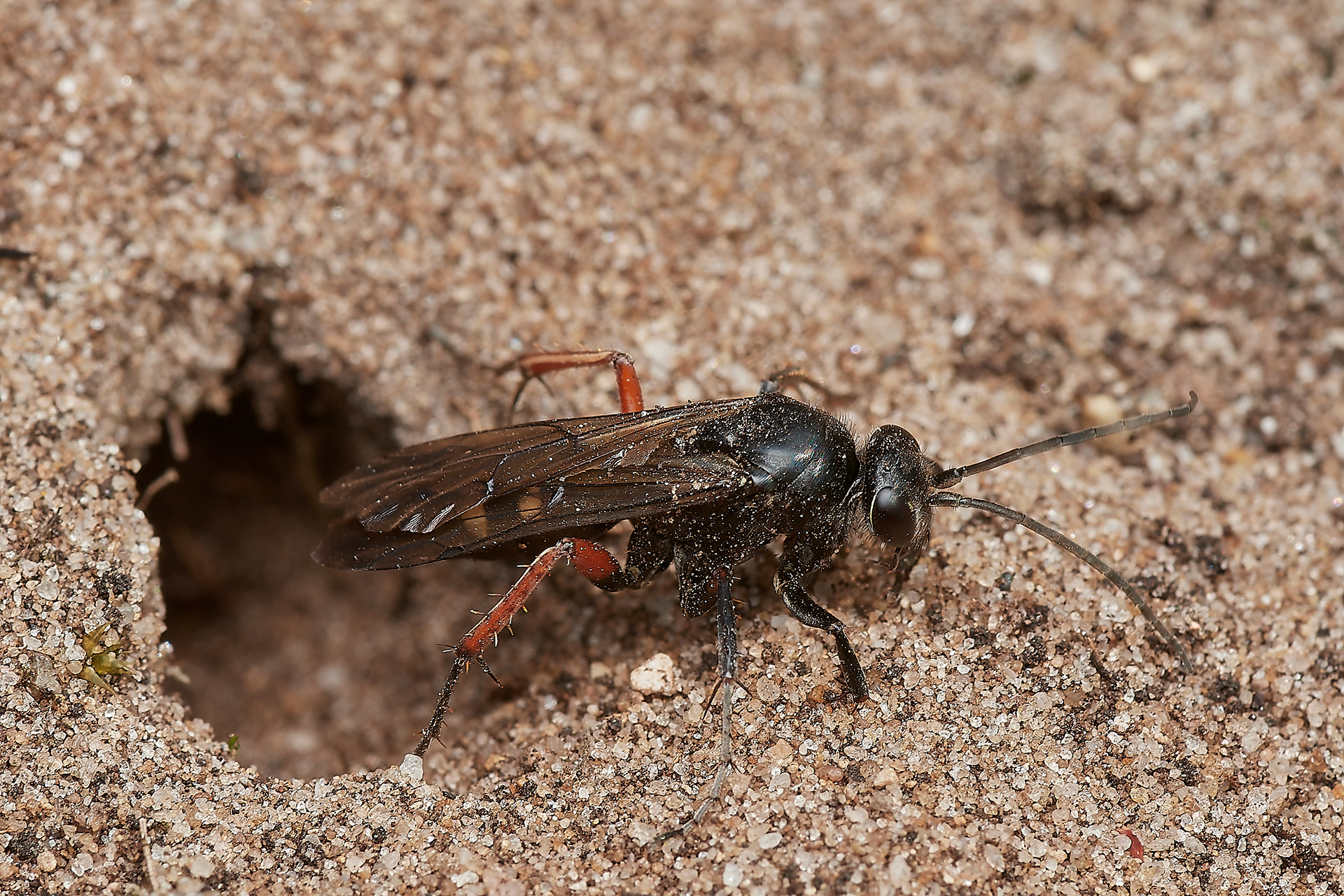 Red-legged Spider Wasp (Epysiron rufipes) Little Eye, Salthouse