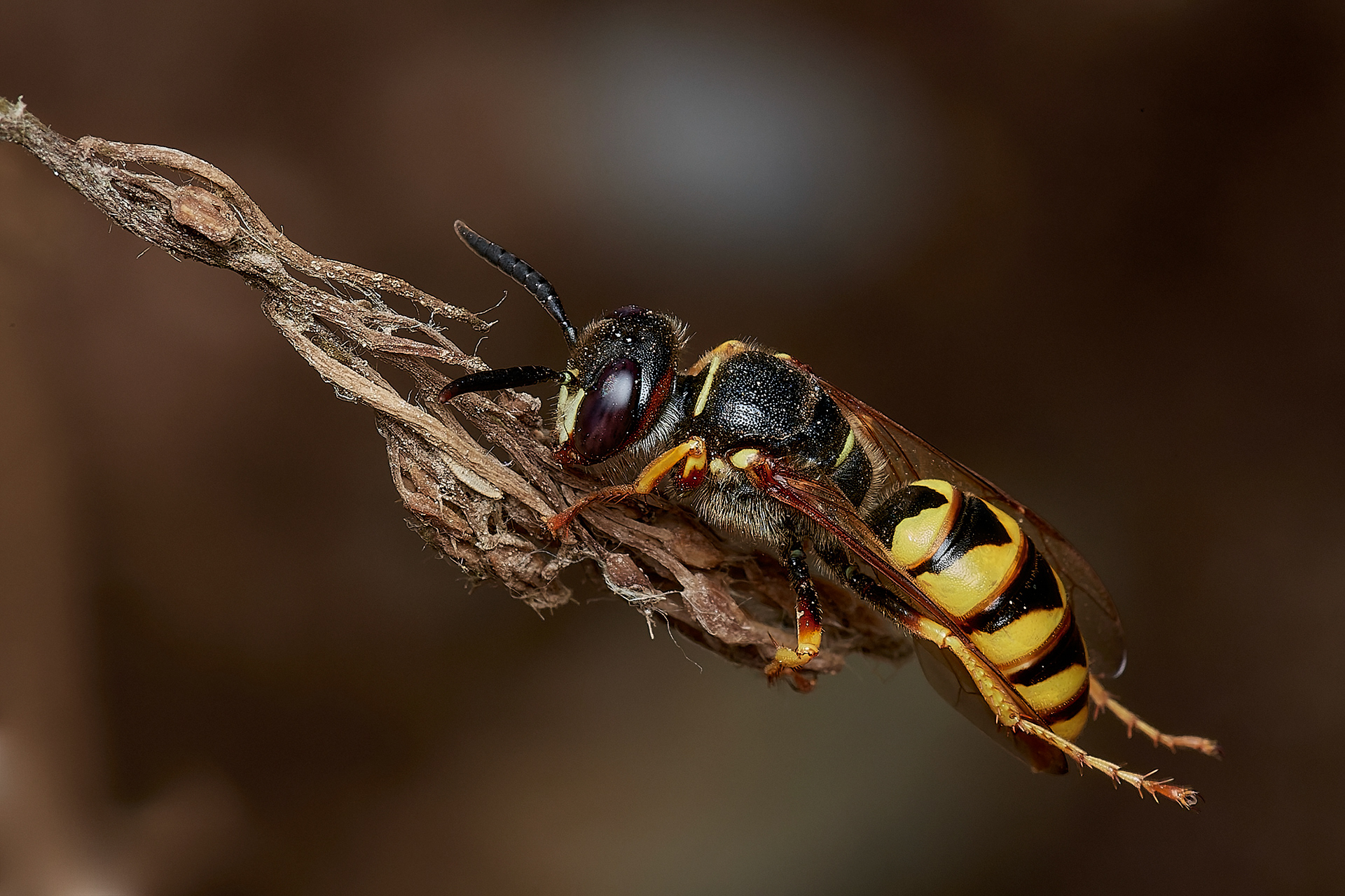Beewolf (Philanthus triangulum) Bee Sands, Devon