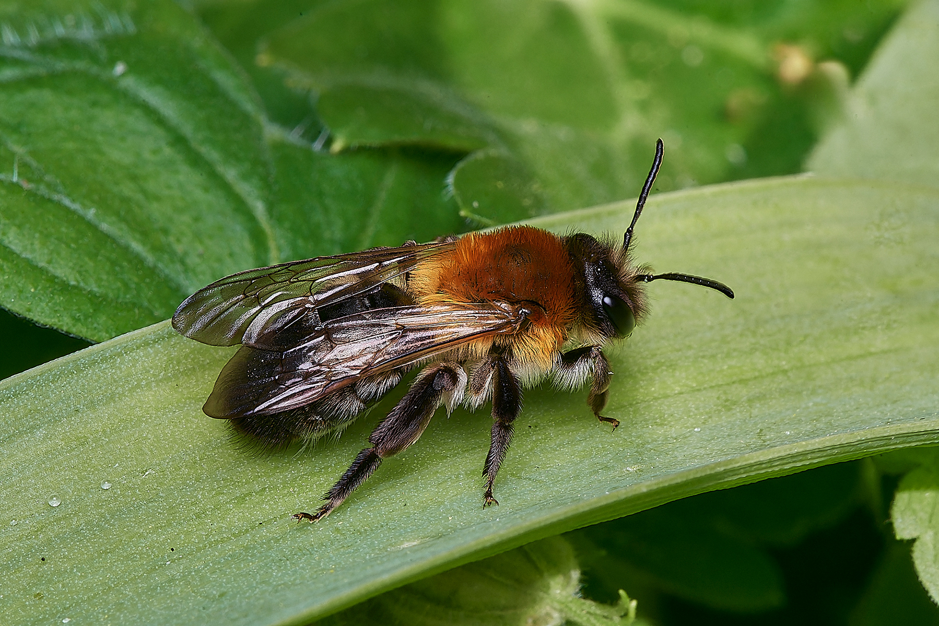 Grey-patched Mining Bee ♀︎(Andrena nitida) Hanworth 04/23