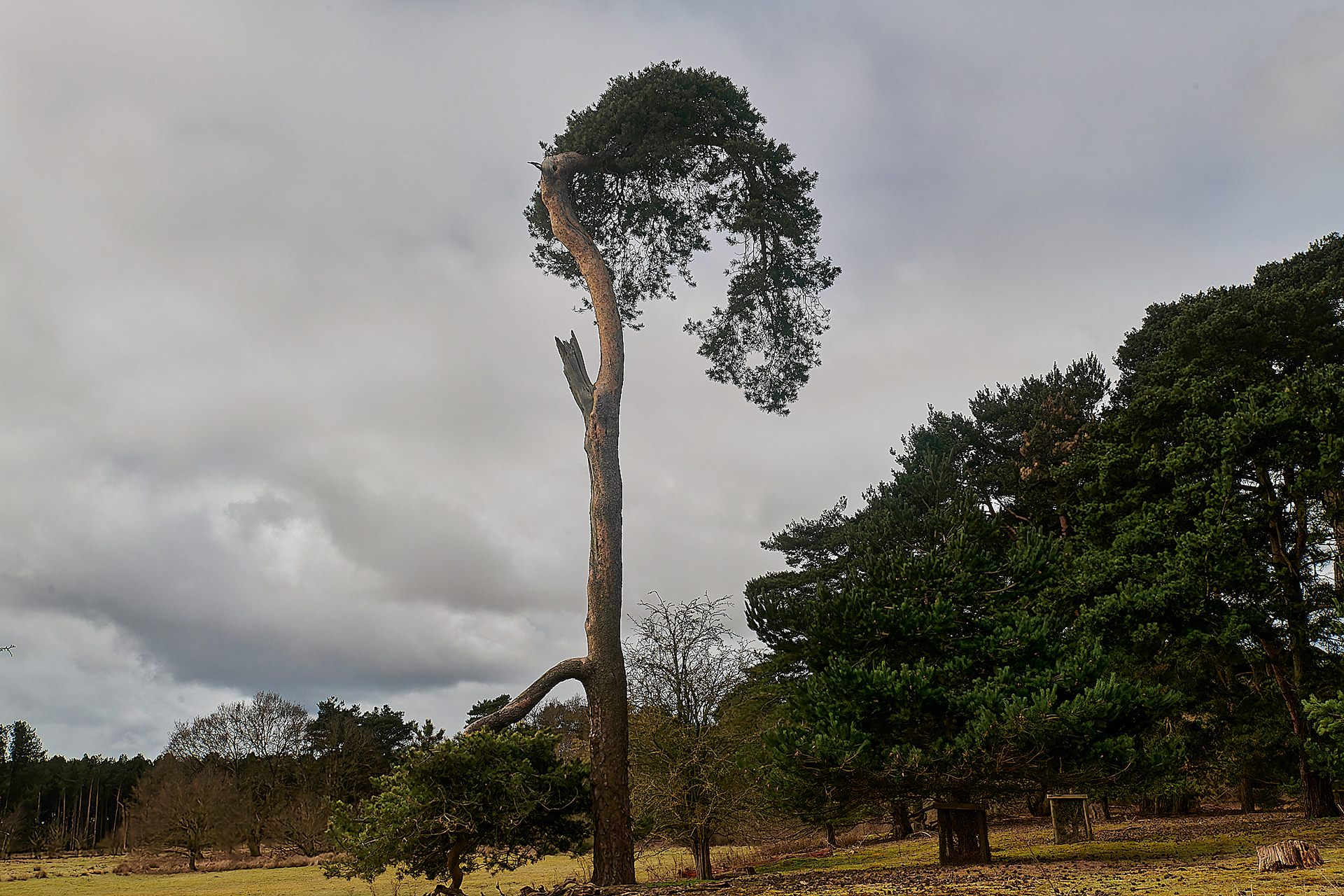 Scots Pine (Pinus sylvestris) East Wretham