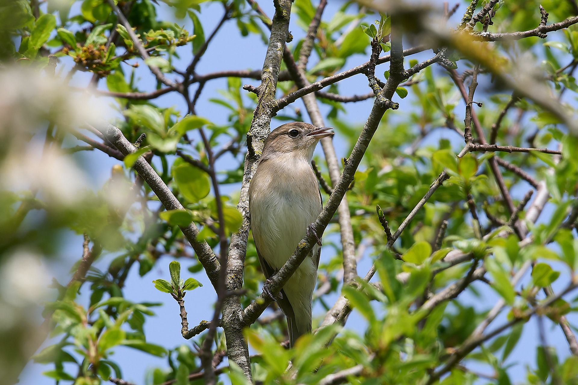 Garden Warbler (Sylvia borin)