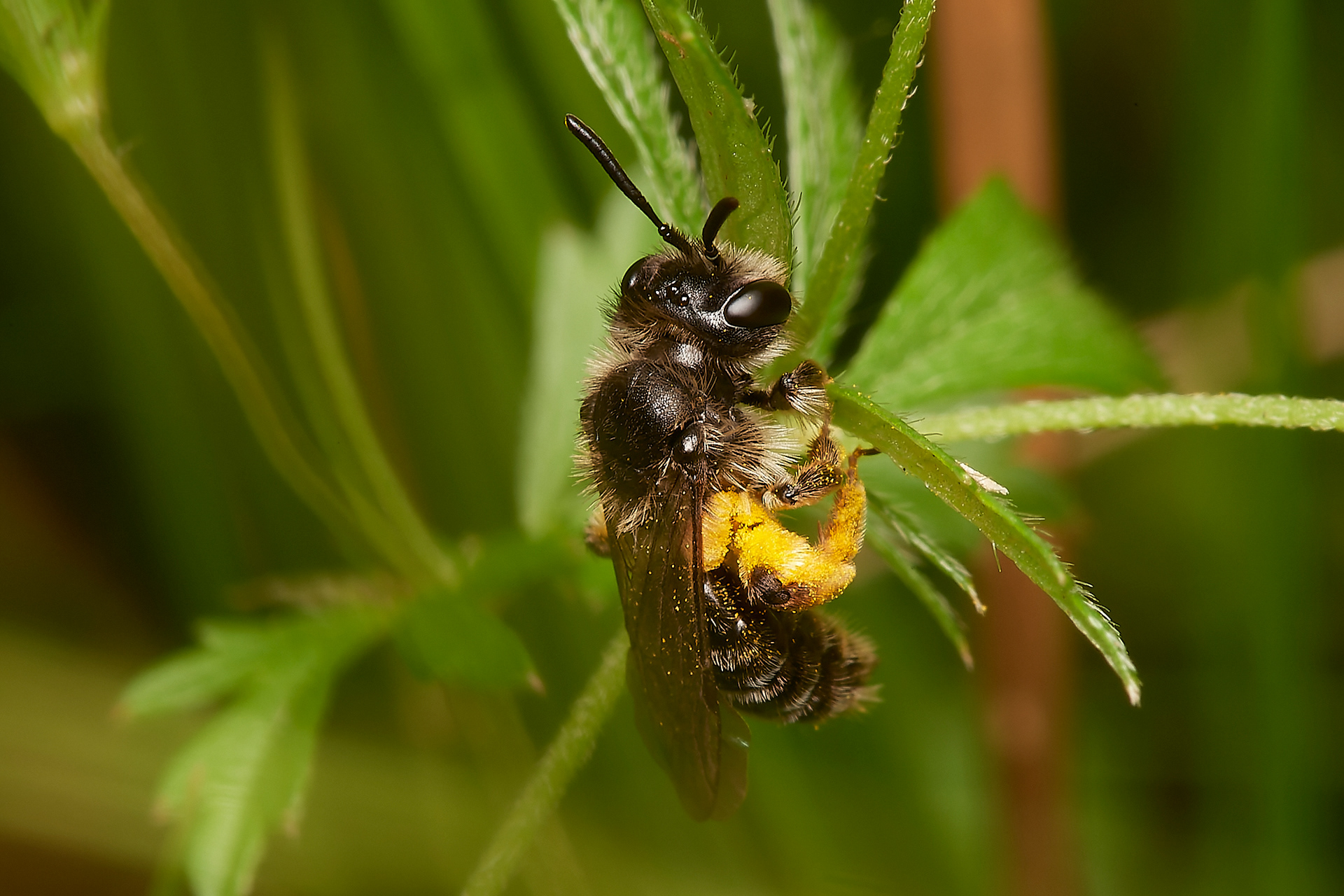 Tormentil Mining bee (Andrena tarsatta)
