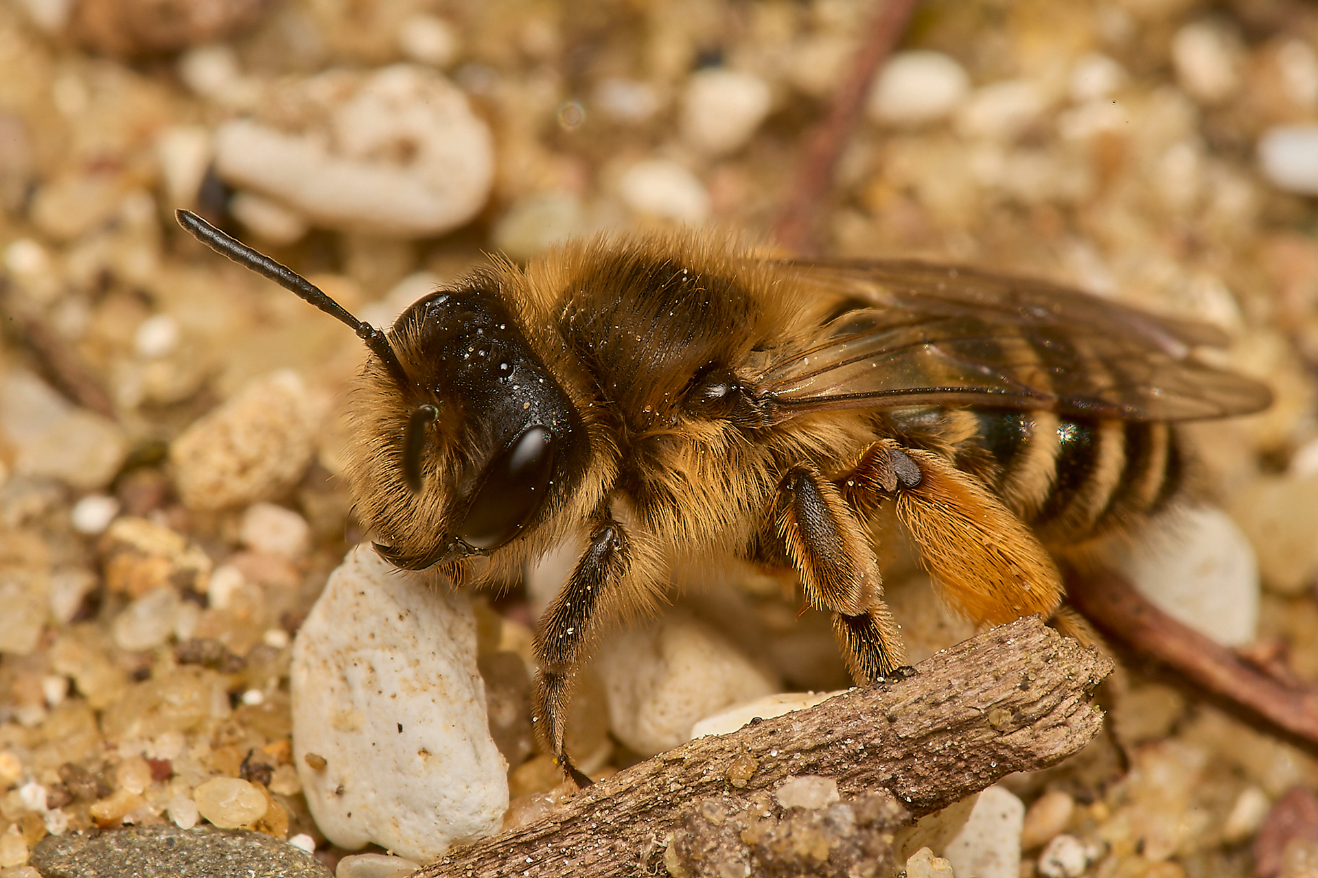 Yellow-legged Mining Bee ♀︎ (Andrena flavipes)