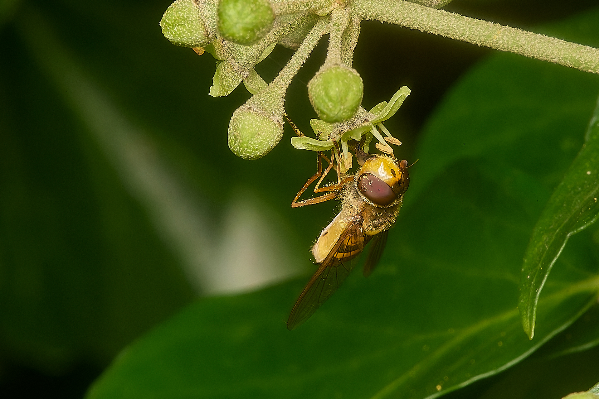 Syrphus Sp