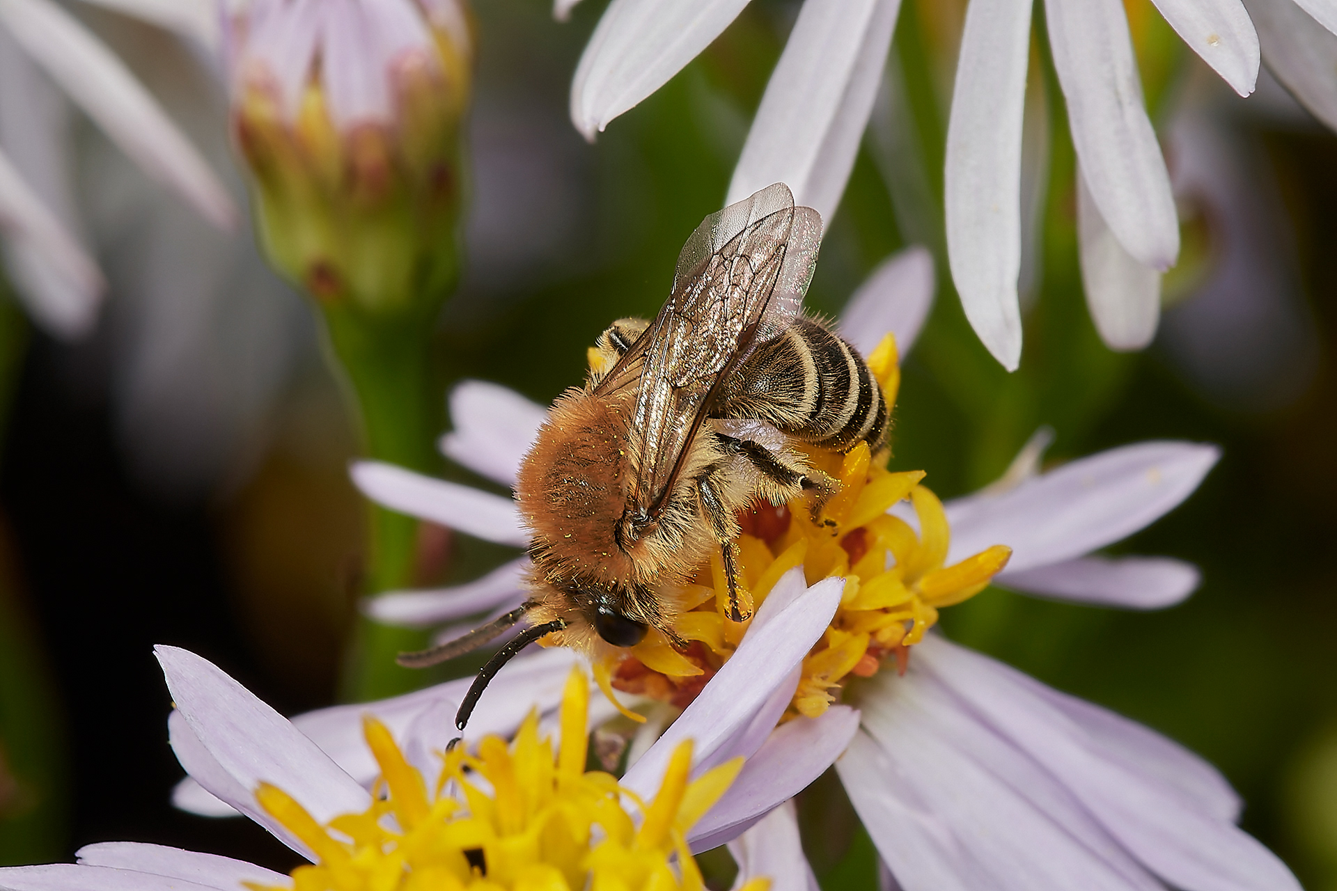Sea Aster Mining Bees (Colletes halophilus) Gramborough Hill