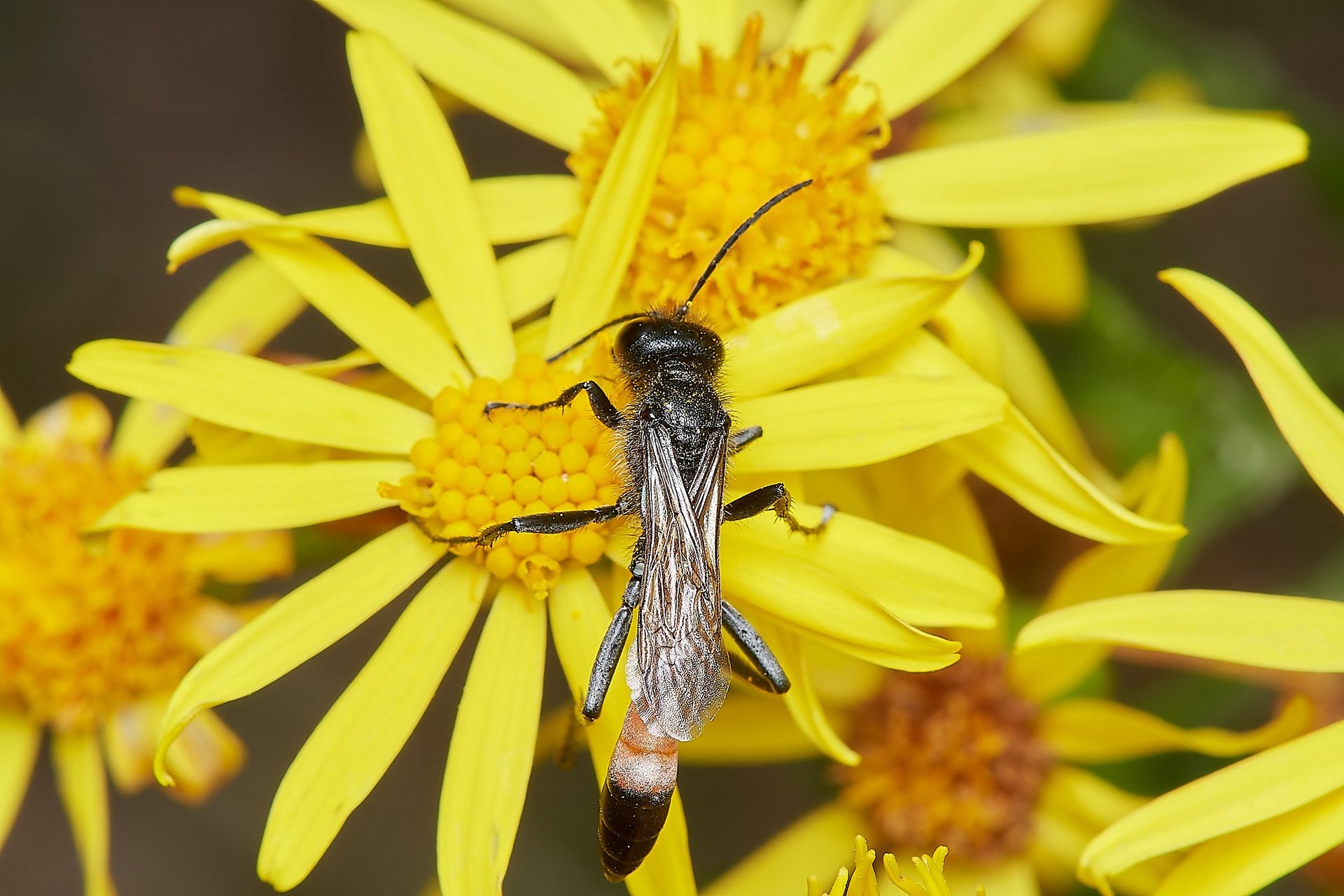 Hairy Sand Wasp ♂︎ (Podalonia hirsuta) Santon Downham