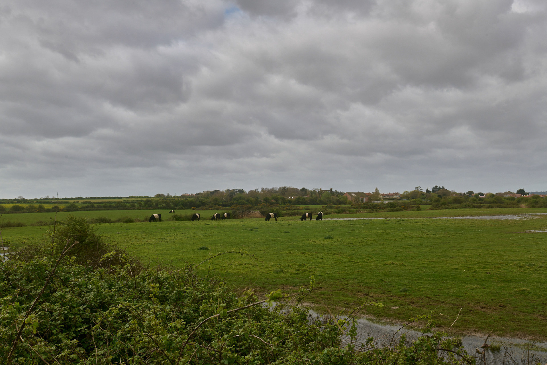 Galloways in the distance