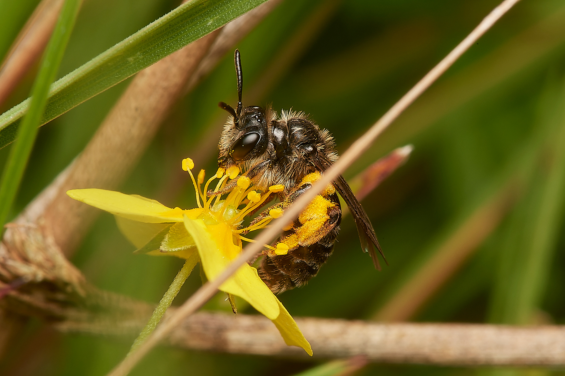 Tormentil Mining Bee♀︎ (Andrena tarsatta) Broadland Country Park