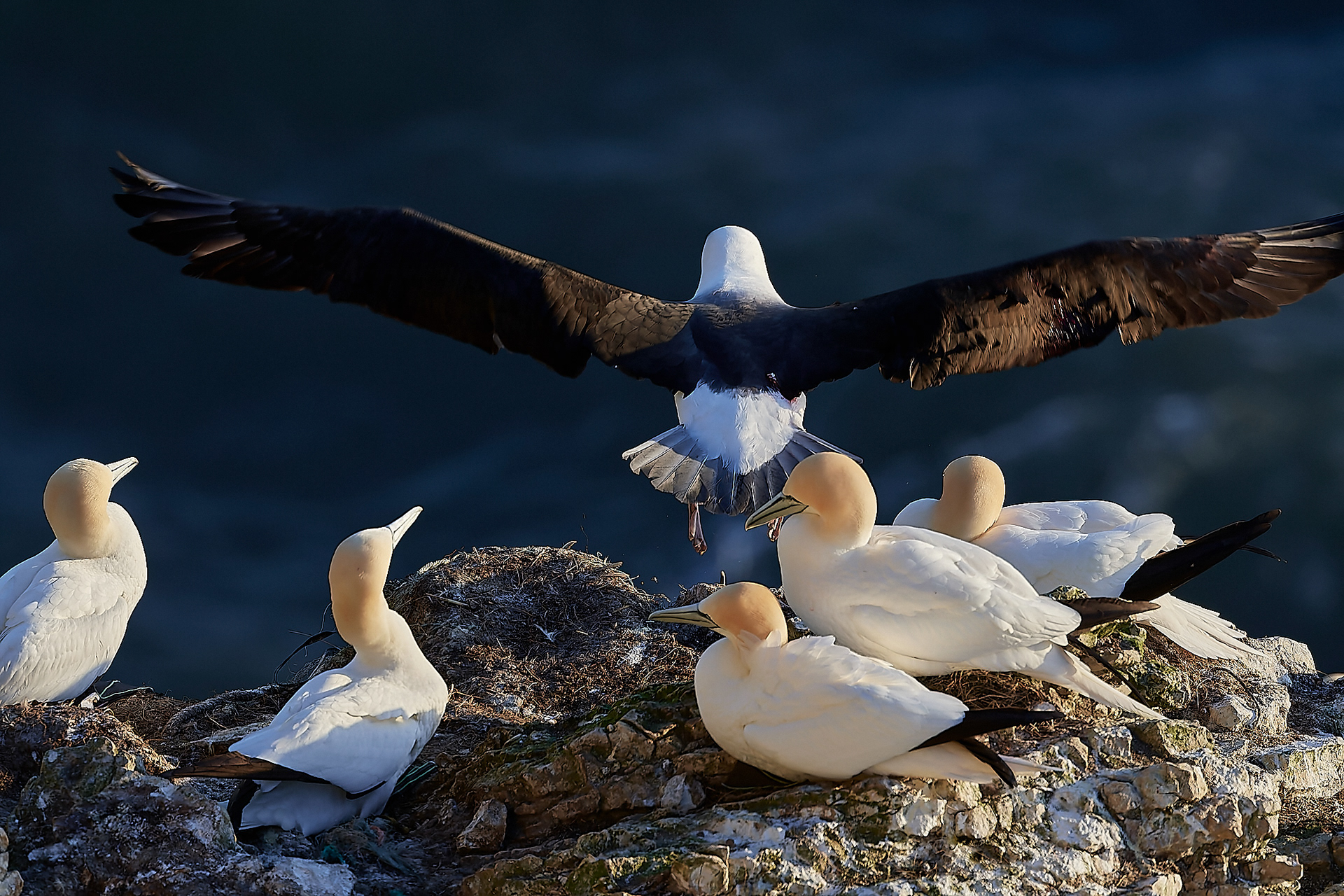Black-browed Albatross (Thalassarche melanophris)
