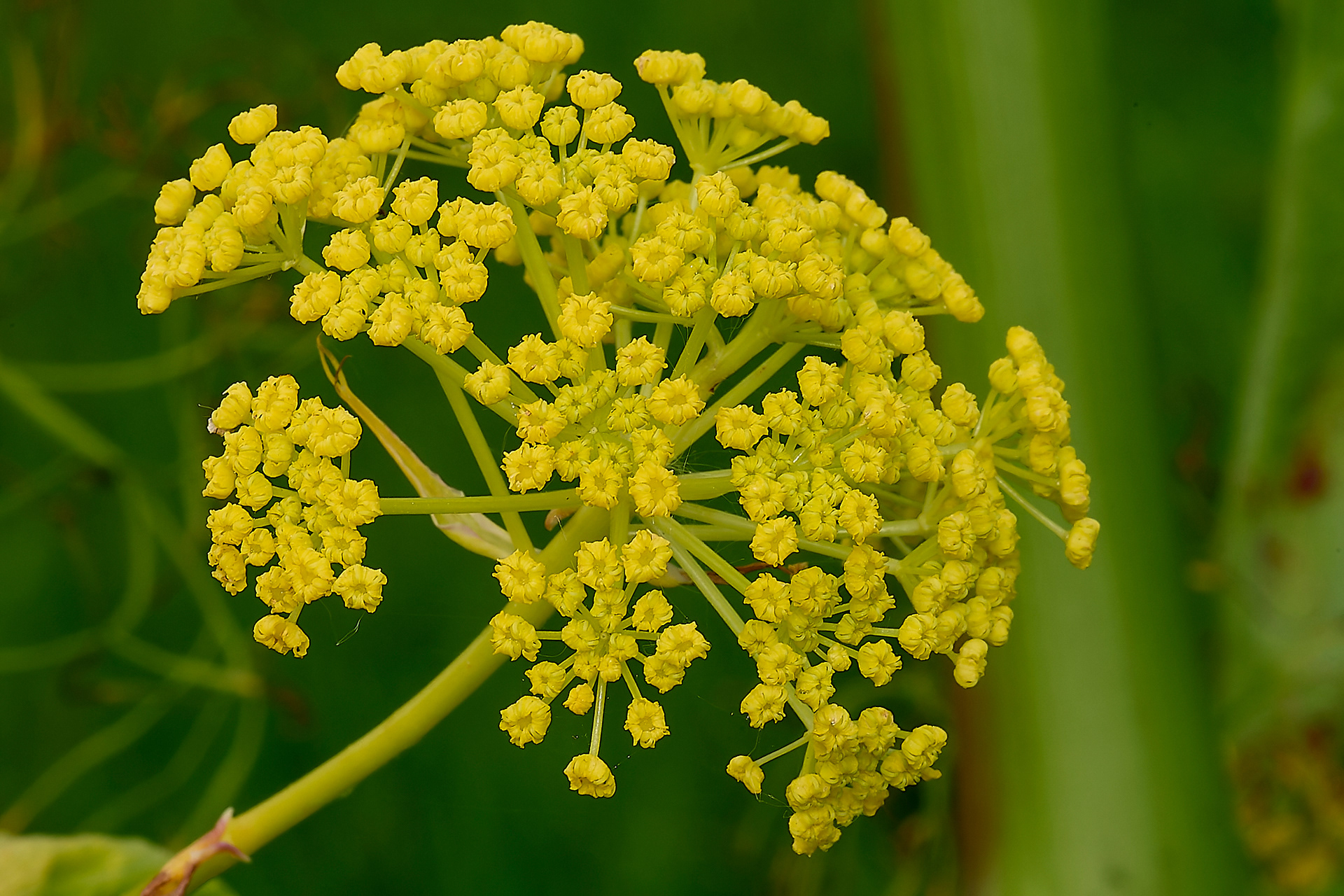 Giant Fennel (Ferula communis)