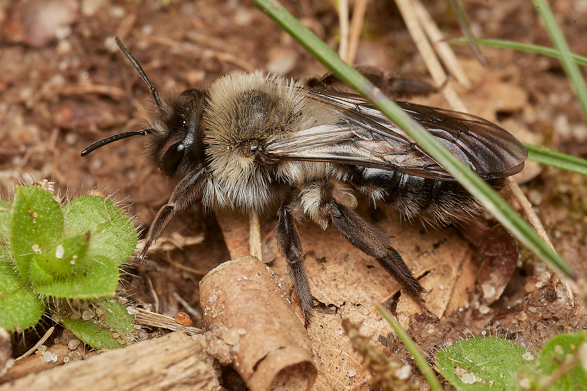 Grey-backed Mining Bee ♀︎(Andrena vaga) Brundall 04/23